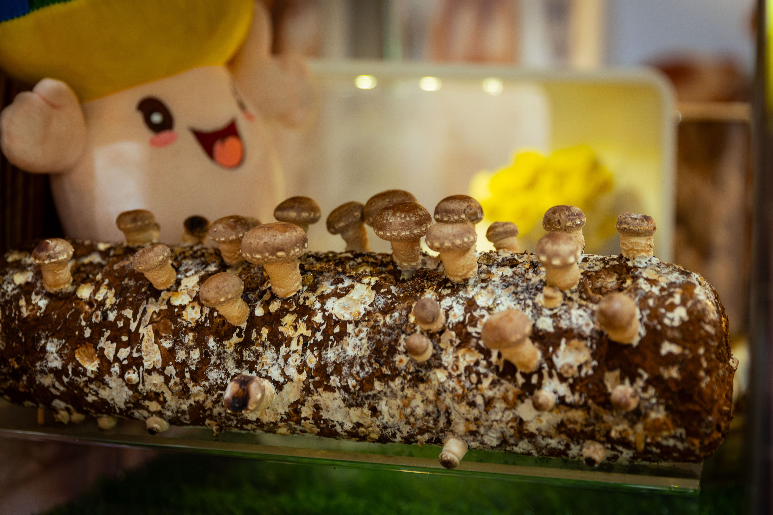 Asia Fruit Logistica [Гонконг 4–6 сентября 2024 г.]. Фотограф Виноградов Константин