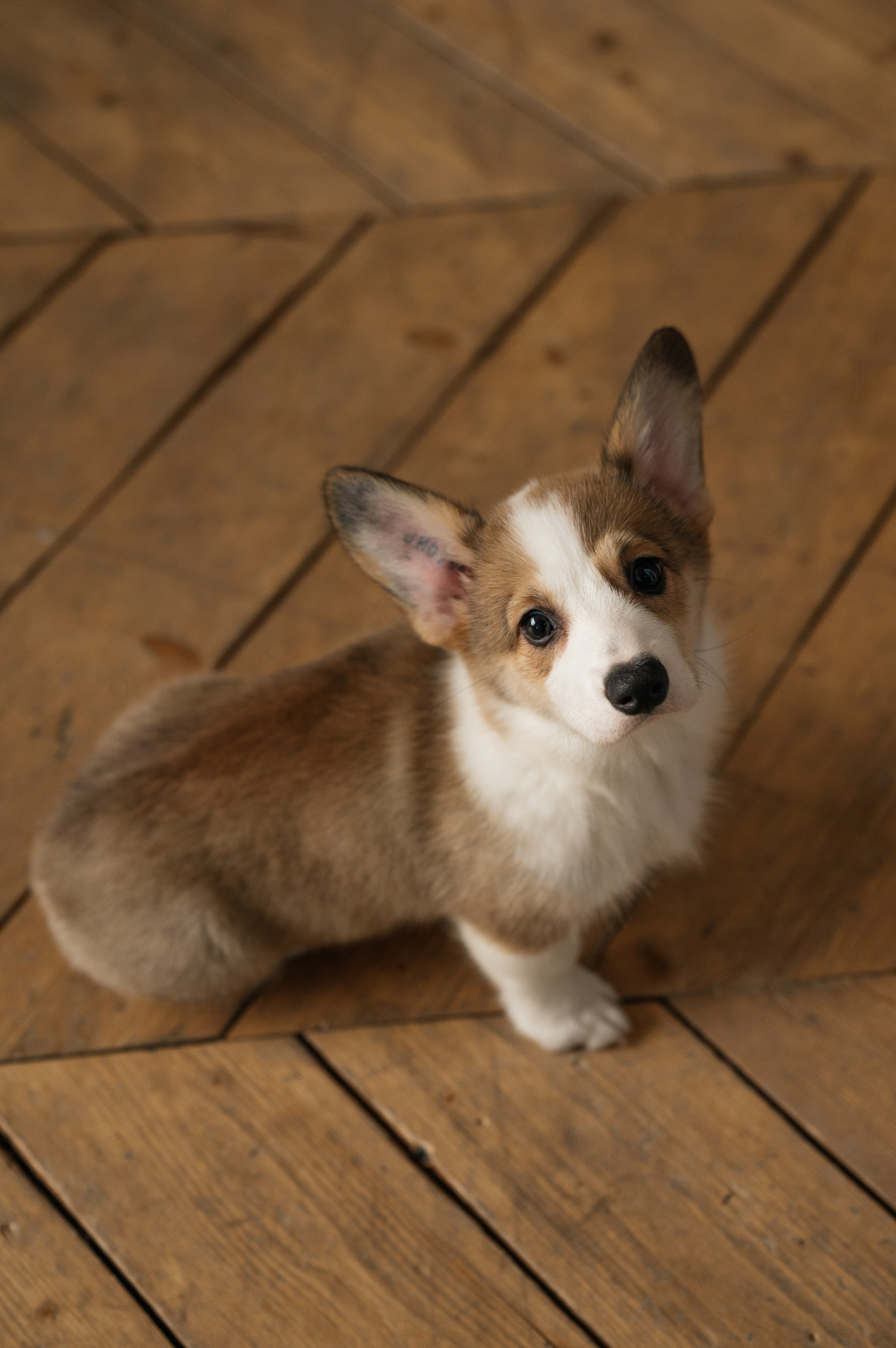 Миша, Маша и Боня. Свадебный и семейный фотограф в Краснодаре Алина Мельник