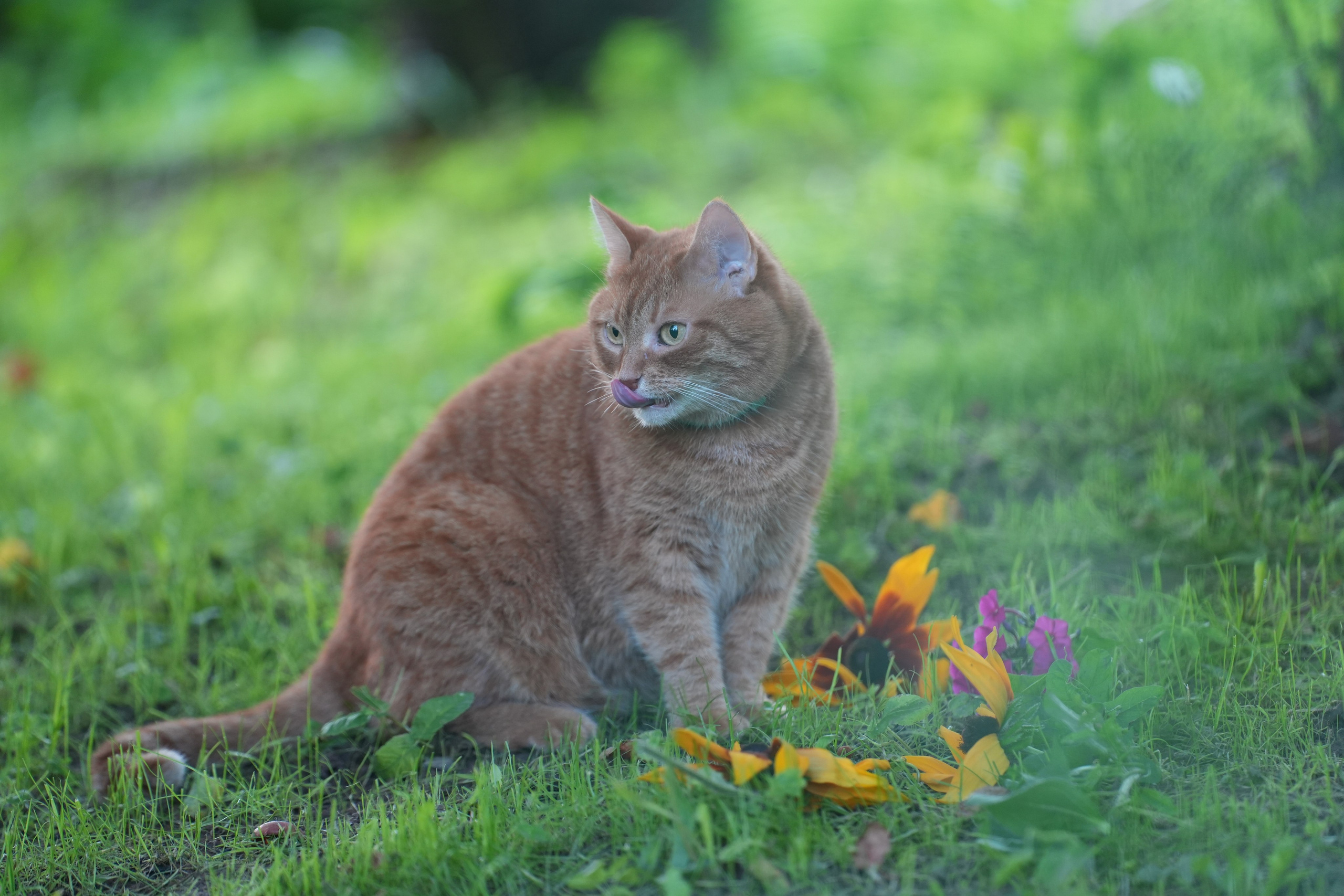 Анимализм. Портретный фотограф Олеся Владимирова в Москве