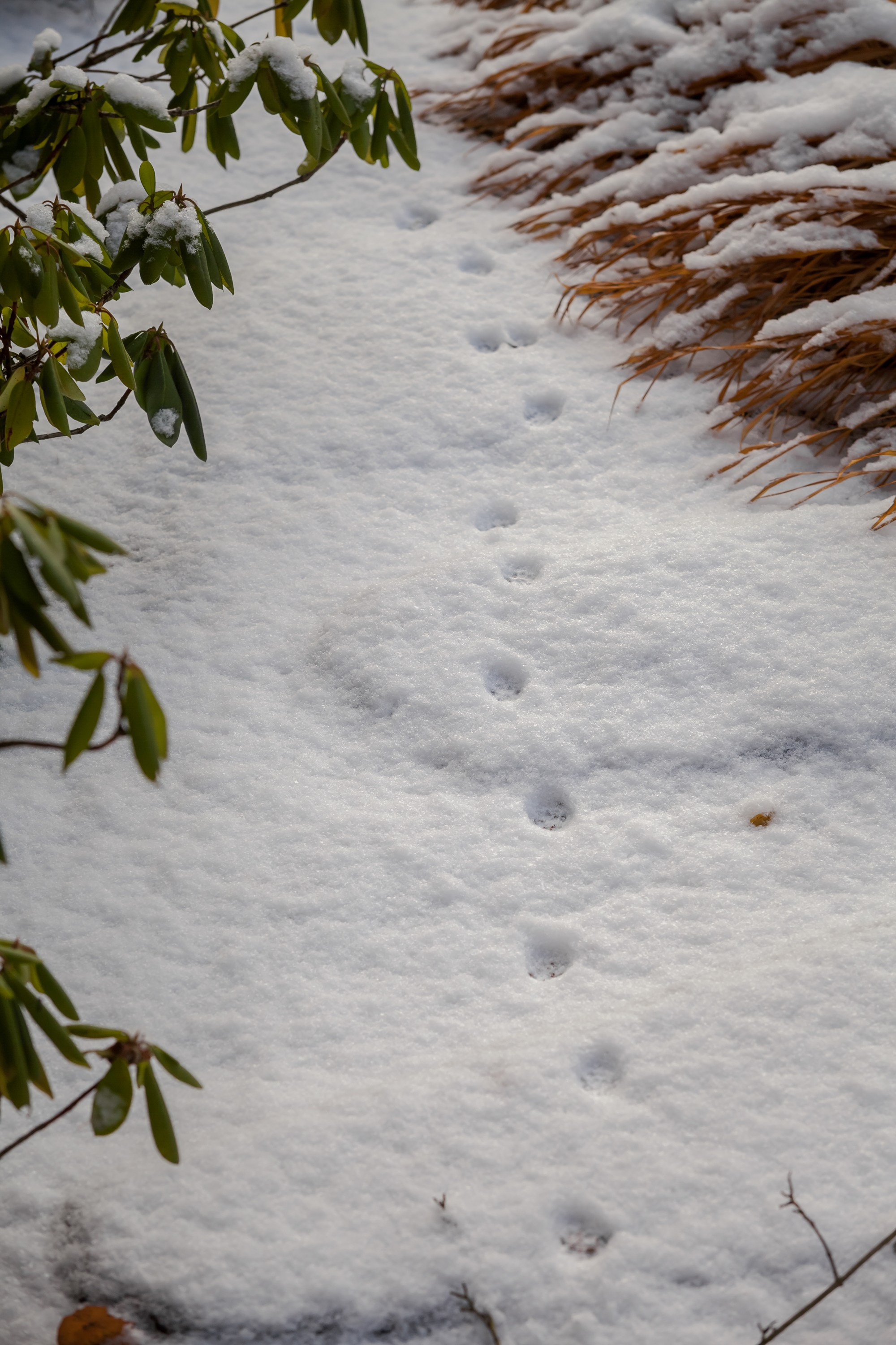 Спящий сад, Елены Асташкиной. Туманов Виталий — фотограф Москва