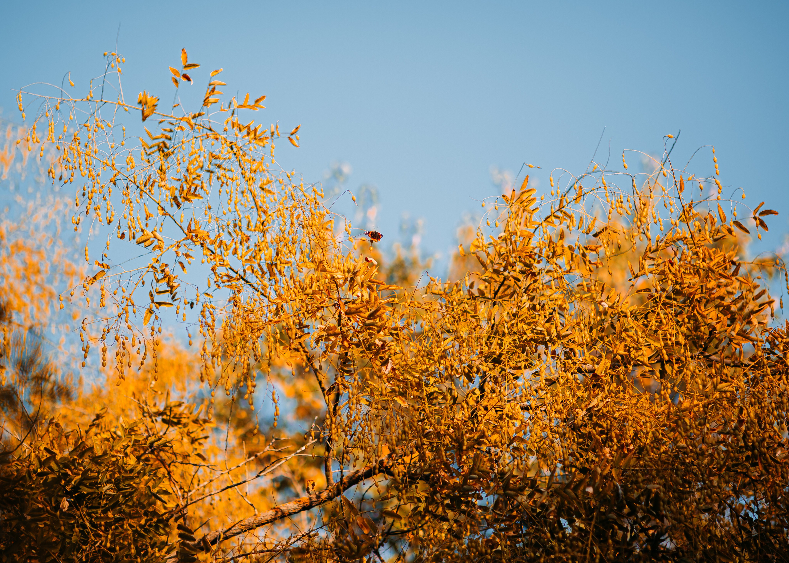 Александра. Фотограф в Приморско-Ахтарске Марьяна Чопко