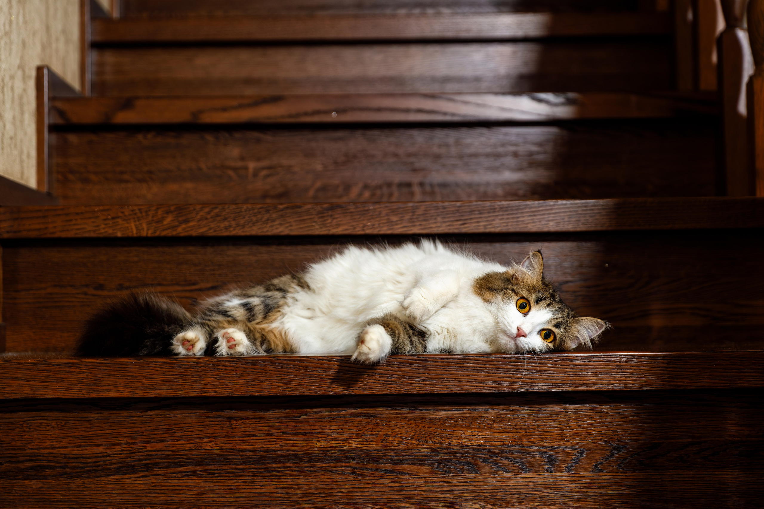 Зарина и Илья 03.02.2025. Фотограф в Самаре Максим Тырин