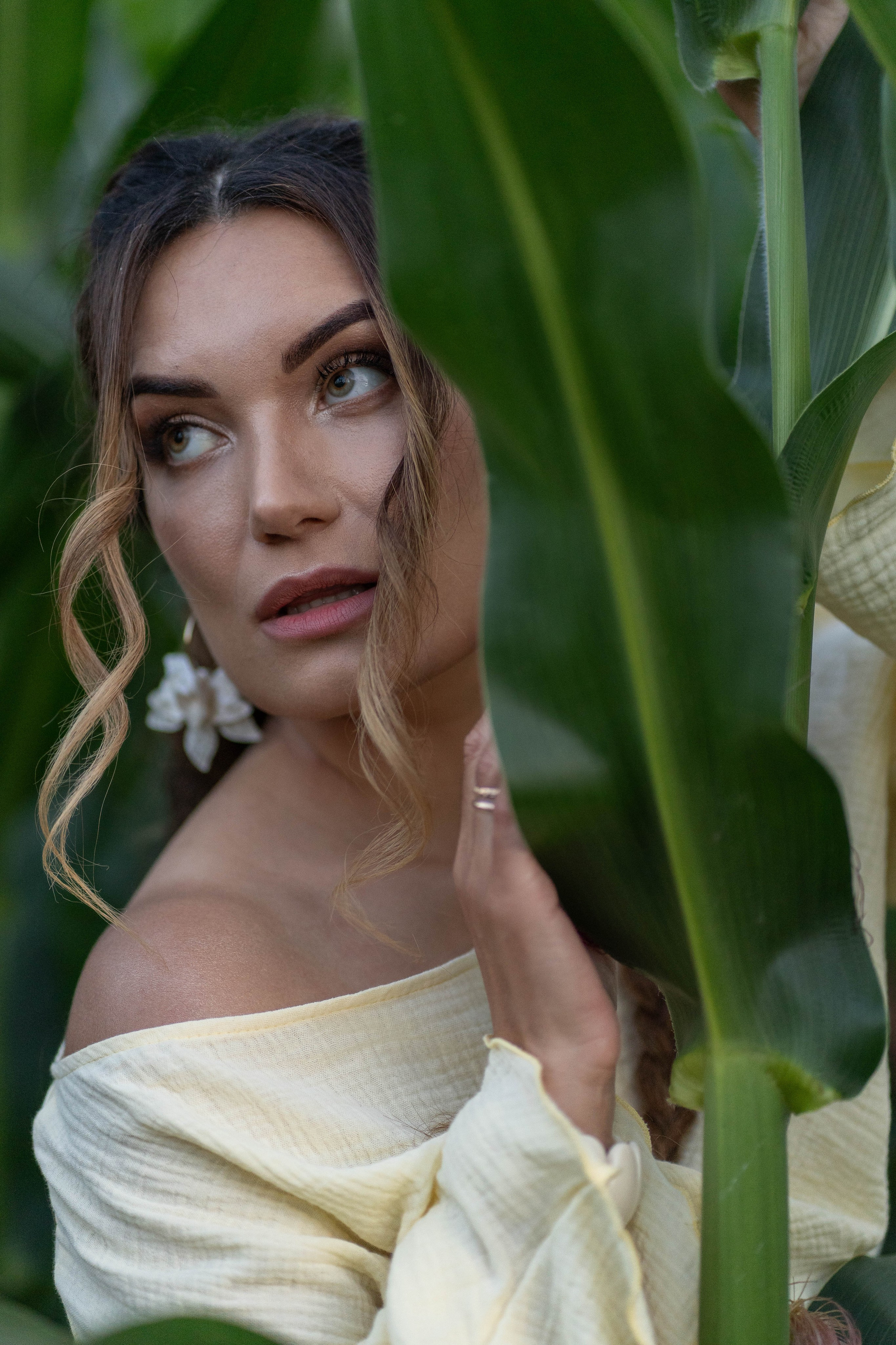 Кукурузное поле. Главная