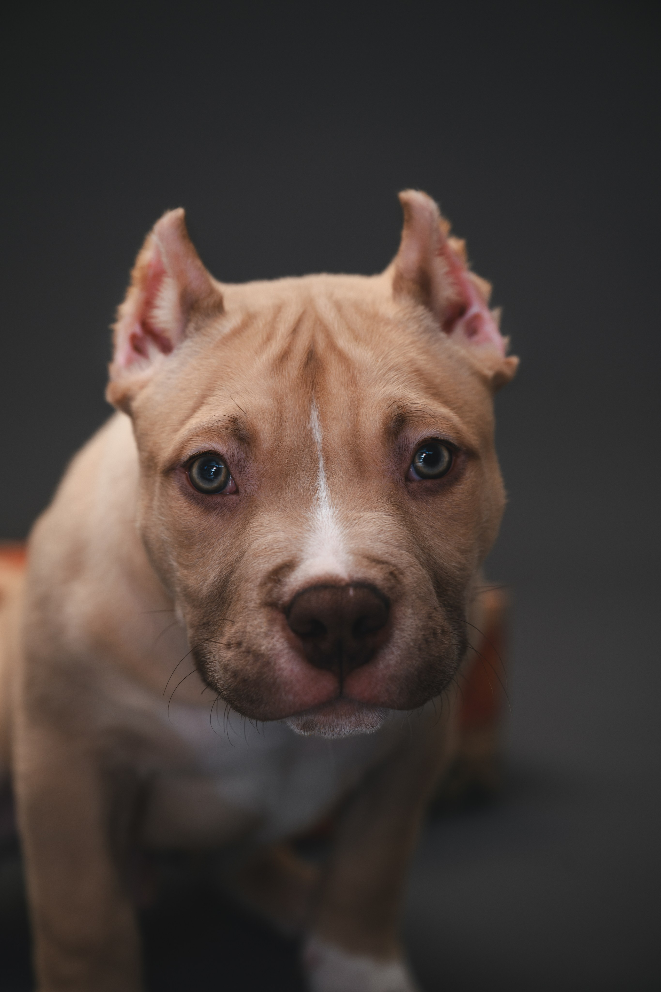 Булли. Фотограф Анималист в Москве Анастасия Жучкова