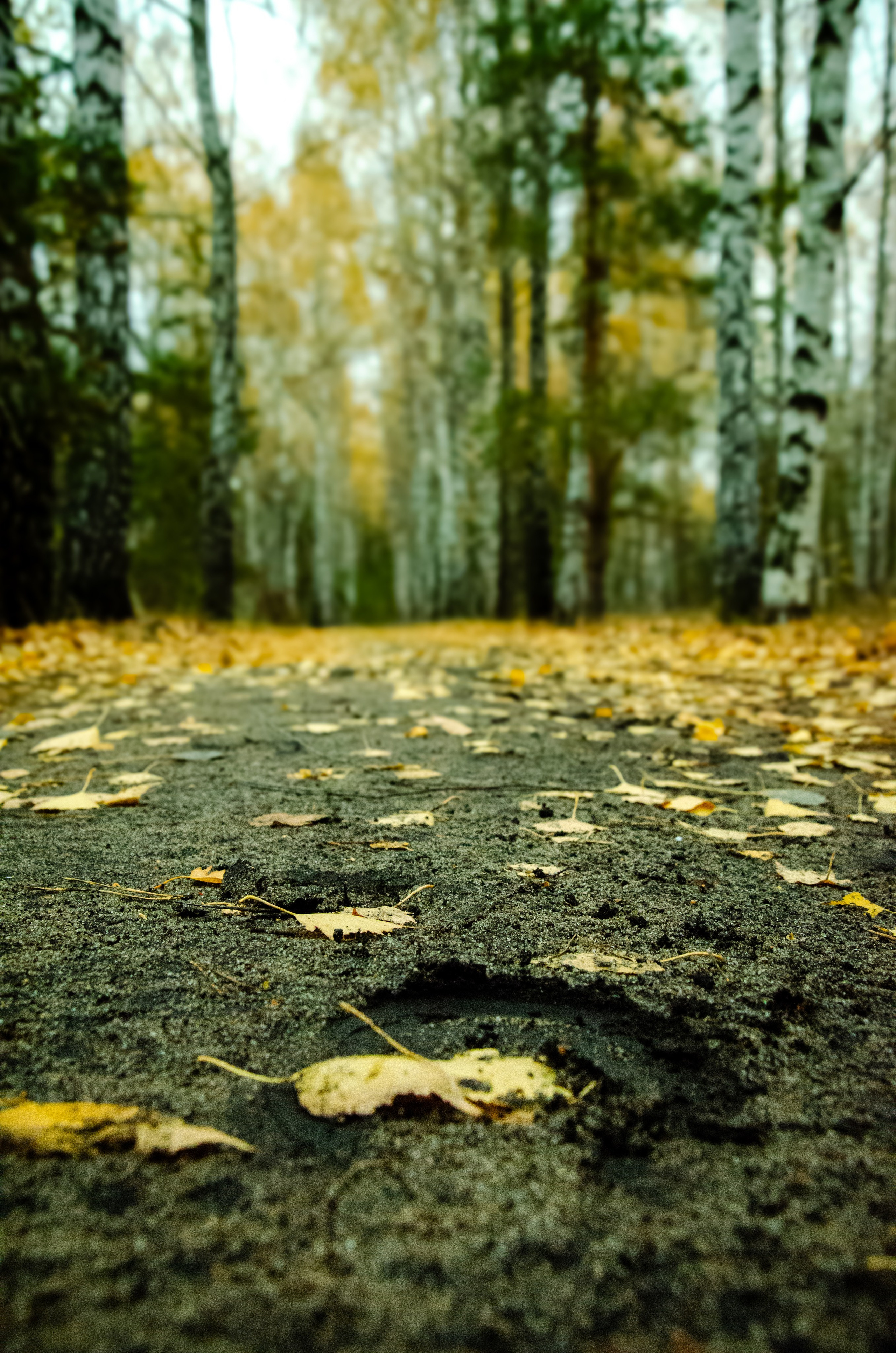 Степ. Мультифотограф Виктория Лихоманова