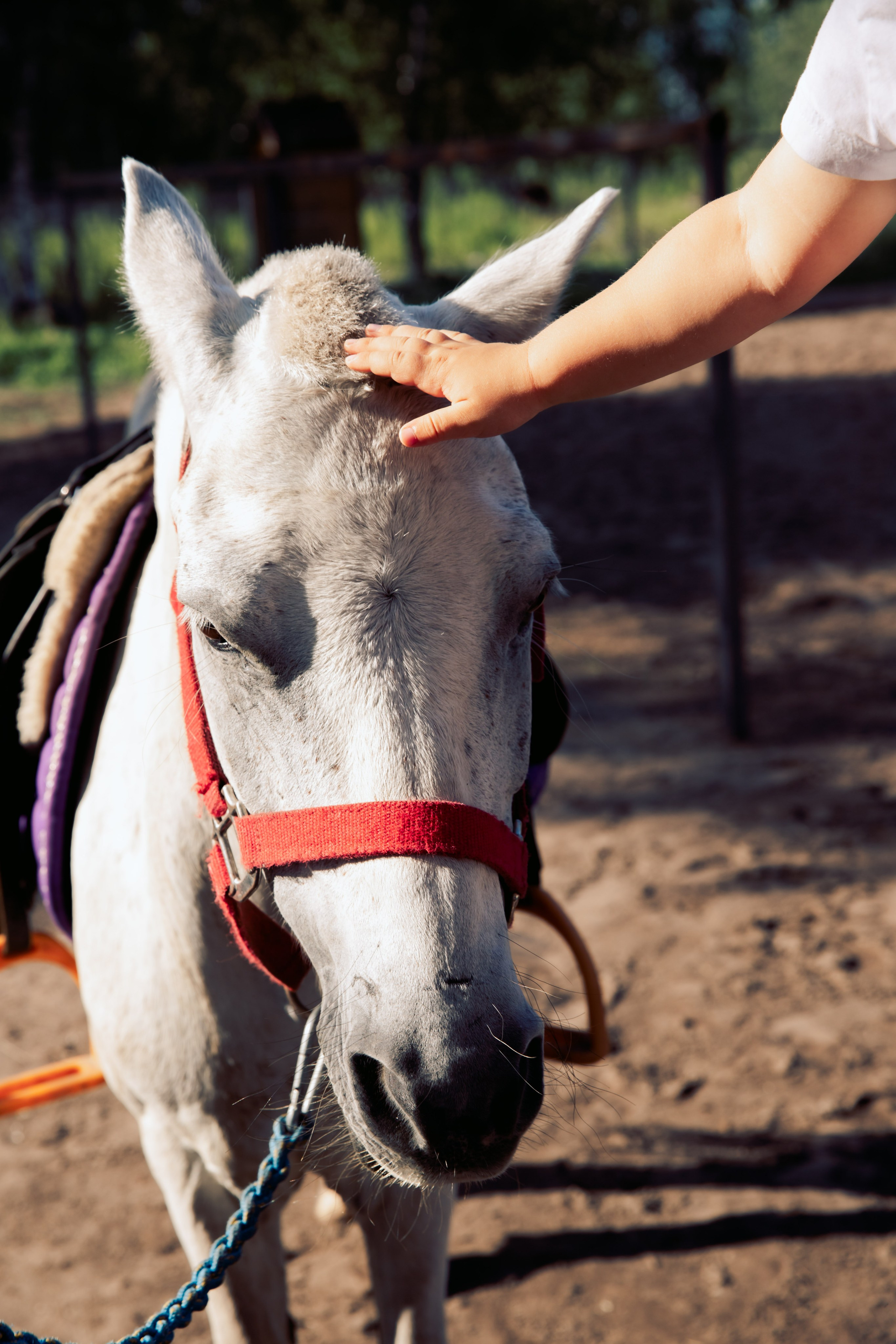 Прогулка на пони. Семейный и детский фотограф. Москва. Пронина Тома