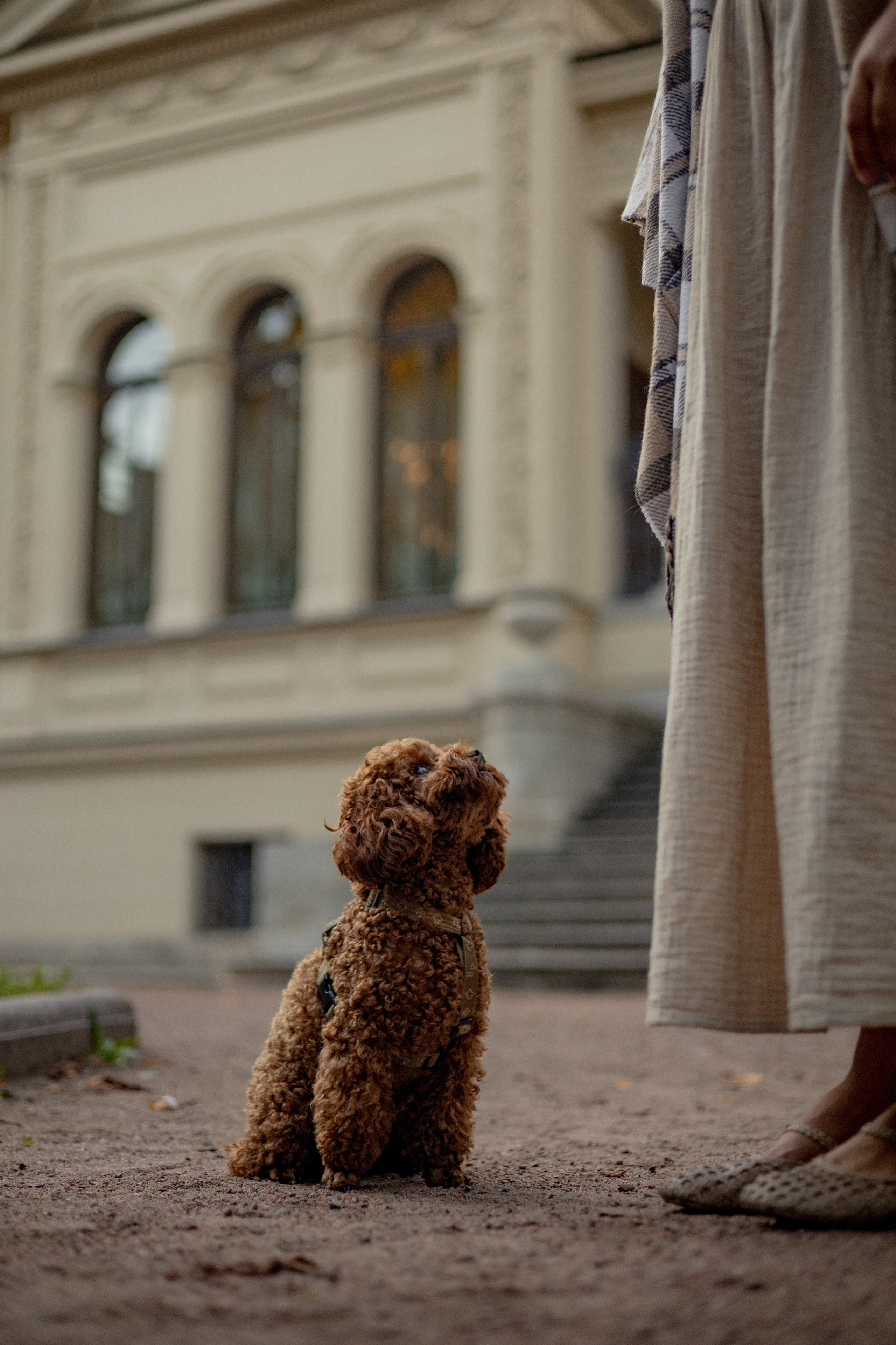 Мишель и её семья. Фотограф — анималист •love-story•|Санкт-Петербург