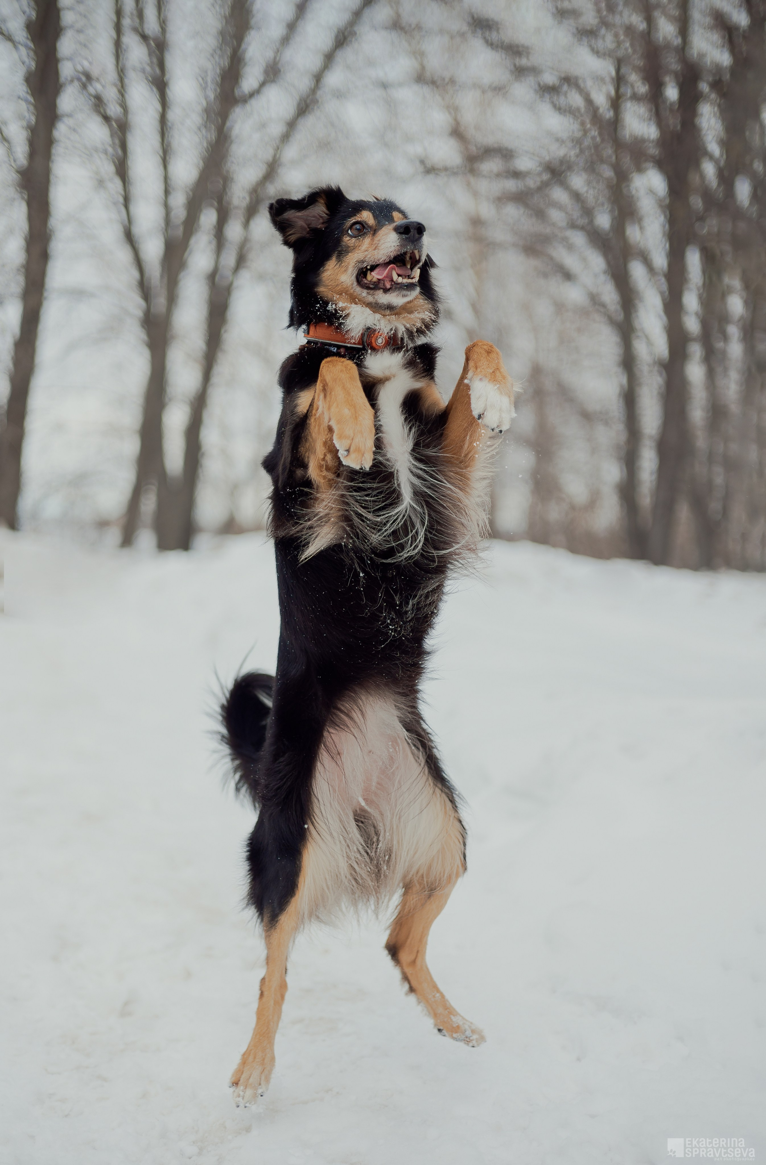 Алла и Кобра. Фотограф Анималист Екатерина Справцева в Нижнем Новгороде