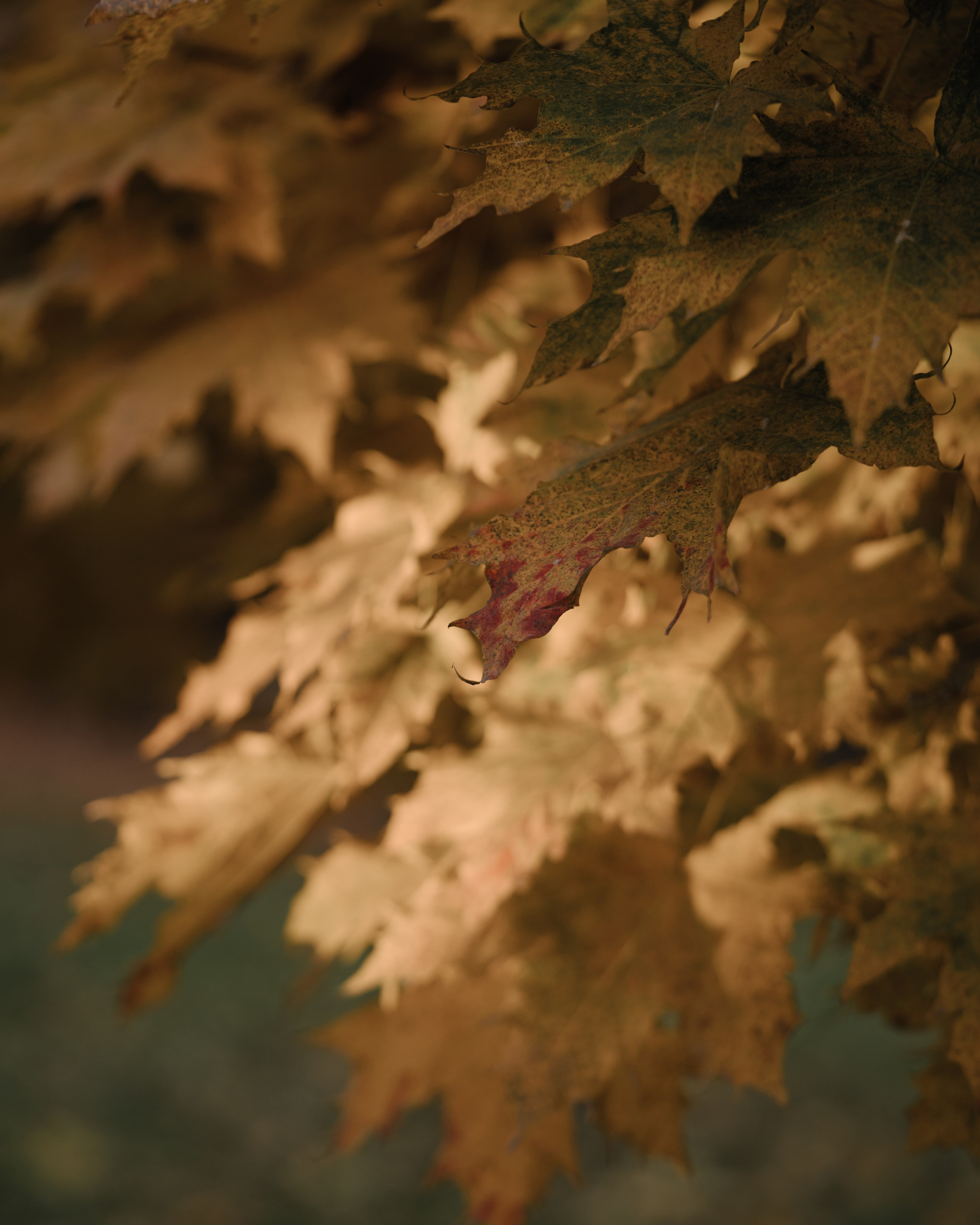 Самая теплая нежность. Портретный и свадебный фотограф в Москве Финкельштенй Анна