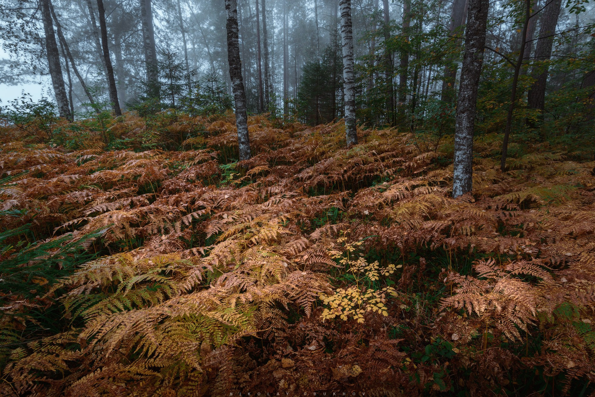 Папоротники в осеннем лесу в тумане