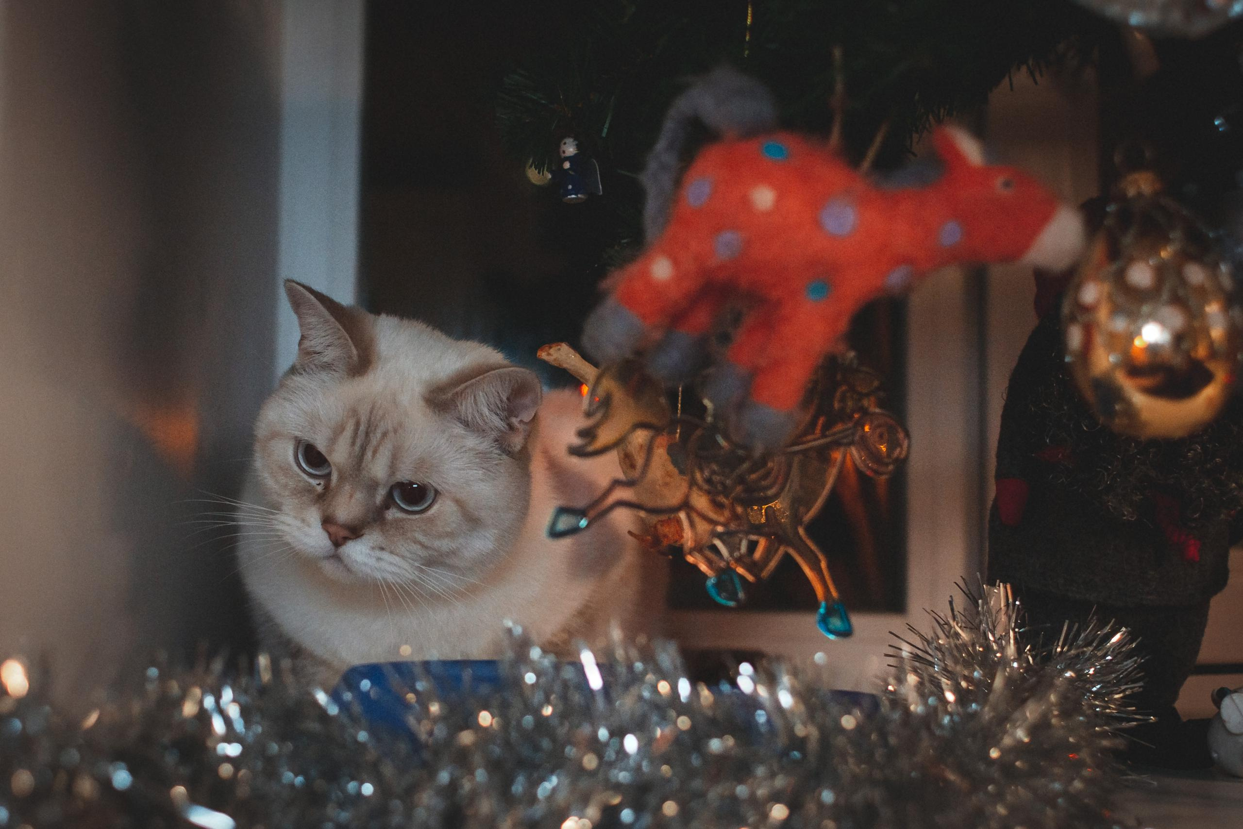 Семейная Домашняя фотосессия Новый Год. Семейный, Детский, Репортажный фотограф в Санкт-Петербурге Погодина Лю