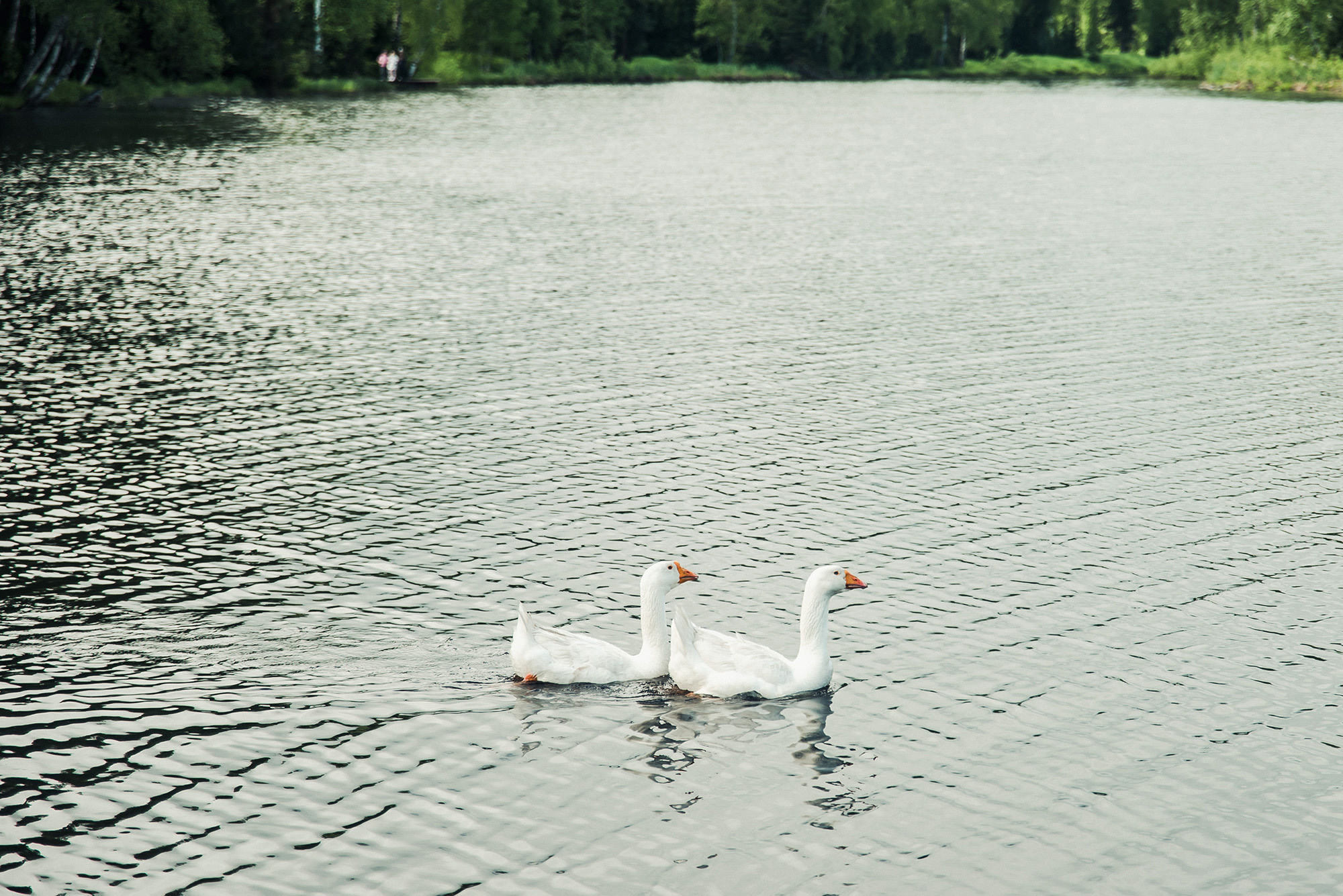 2021.06.05 Роман и Мария. Свадебные фотографы Nekipelov_photo
