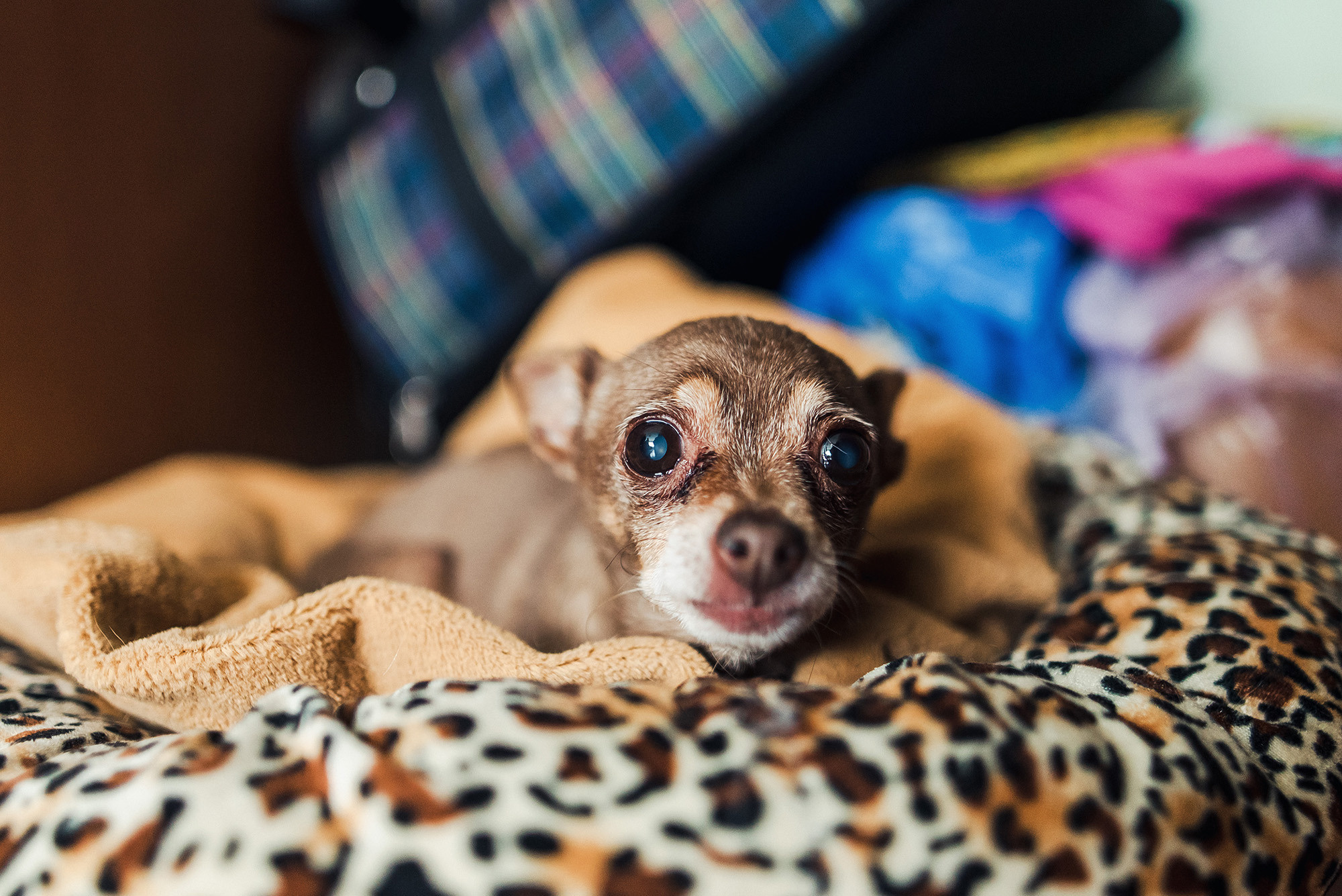 2021.06.05 Роман и Мария. Свадебные фотографы Nekipelov_photo