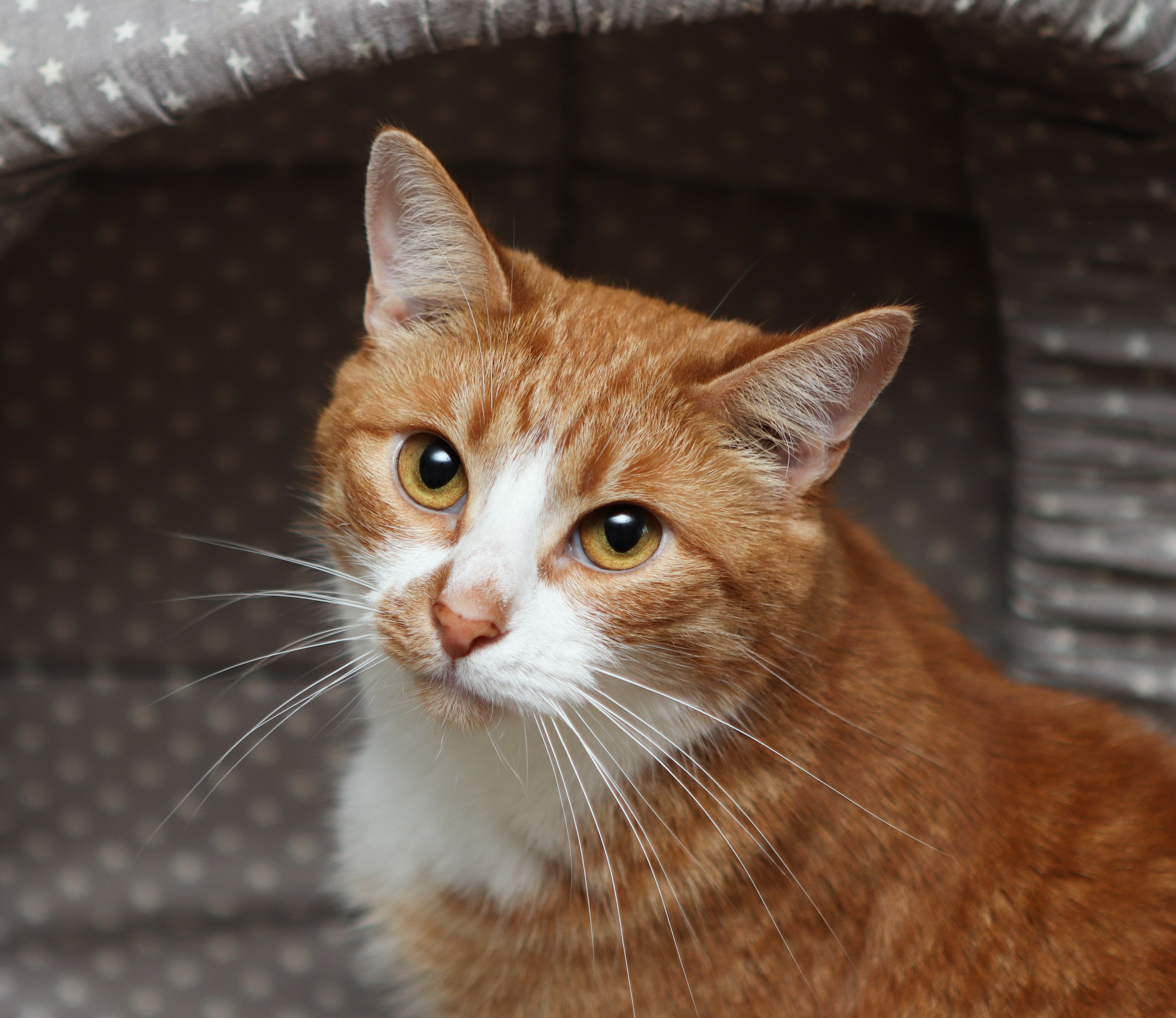 Кошки. Фотограф-анималист Полина Колкова | Москва