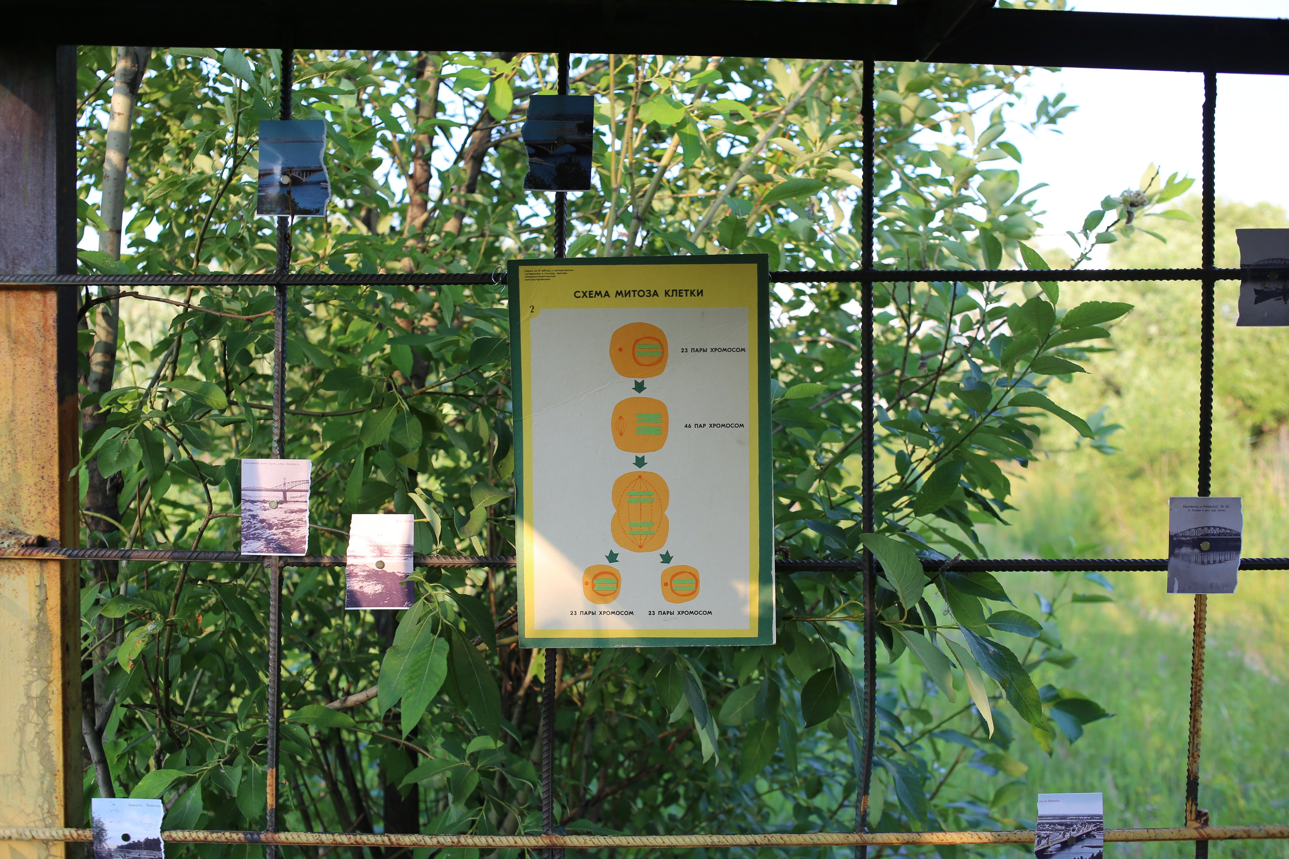 Митоз. Mikhail Kurganov