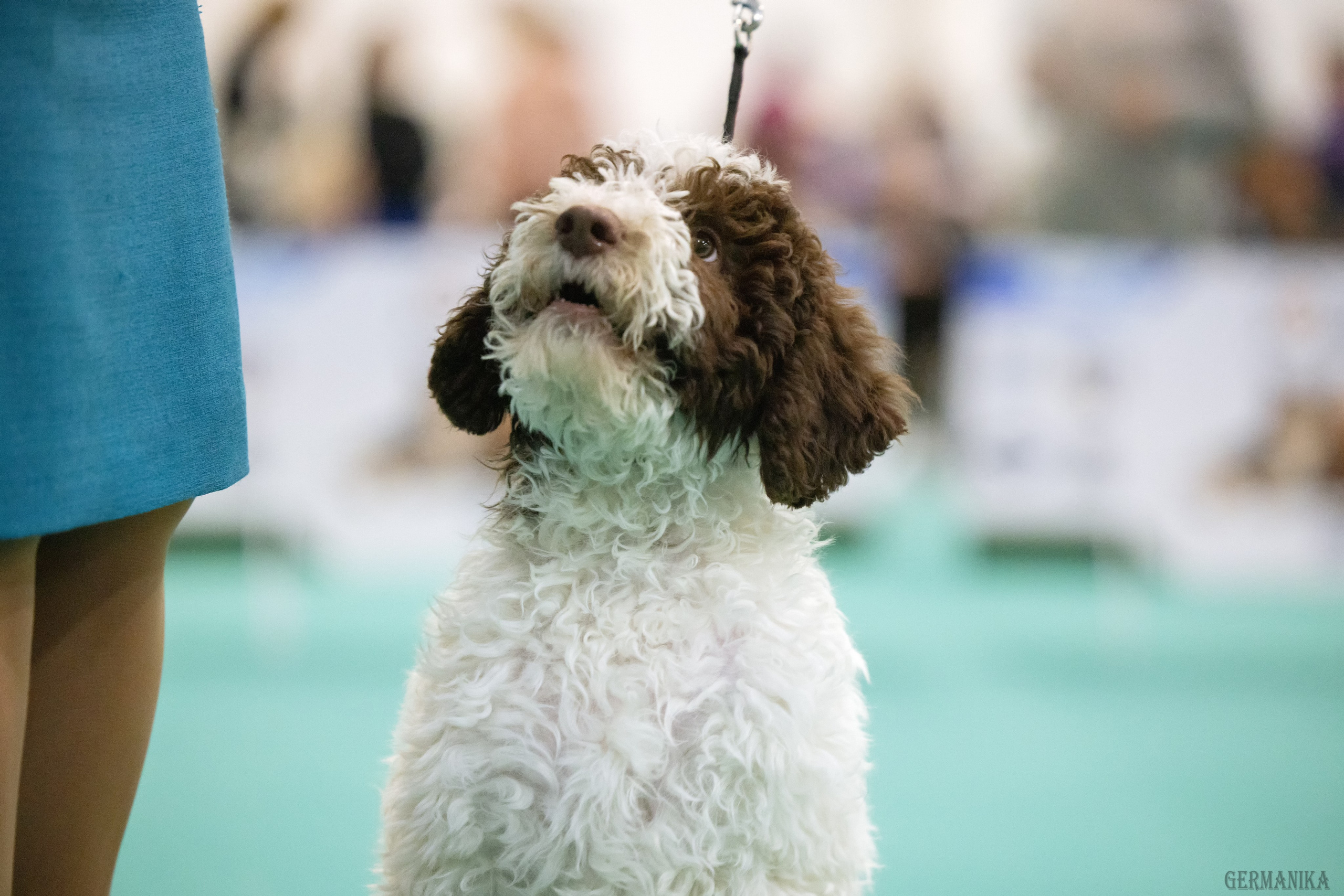 Крокус 10.02,Сфера 11.02.2024. Фотограф-анималист Юлия Германика