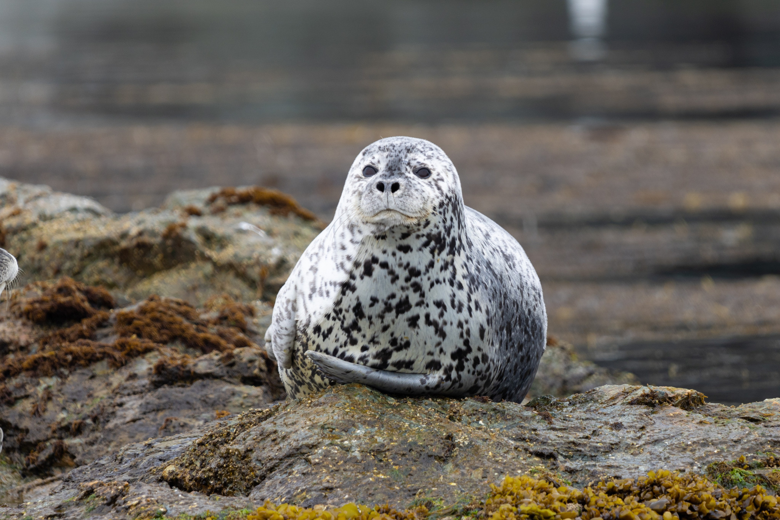 Олег Катакинов| Репортажный фотограф в городе у моря (Владивосток)