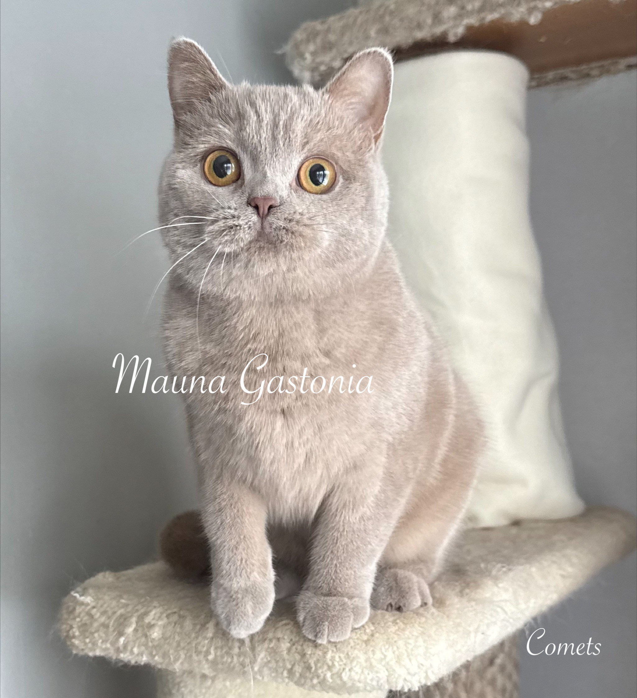 Comets. Mauna Gastonia