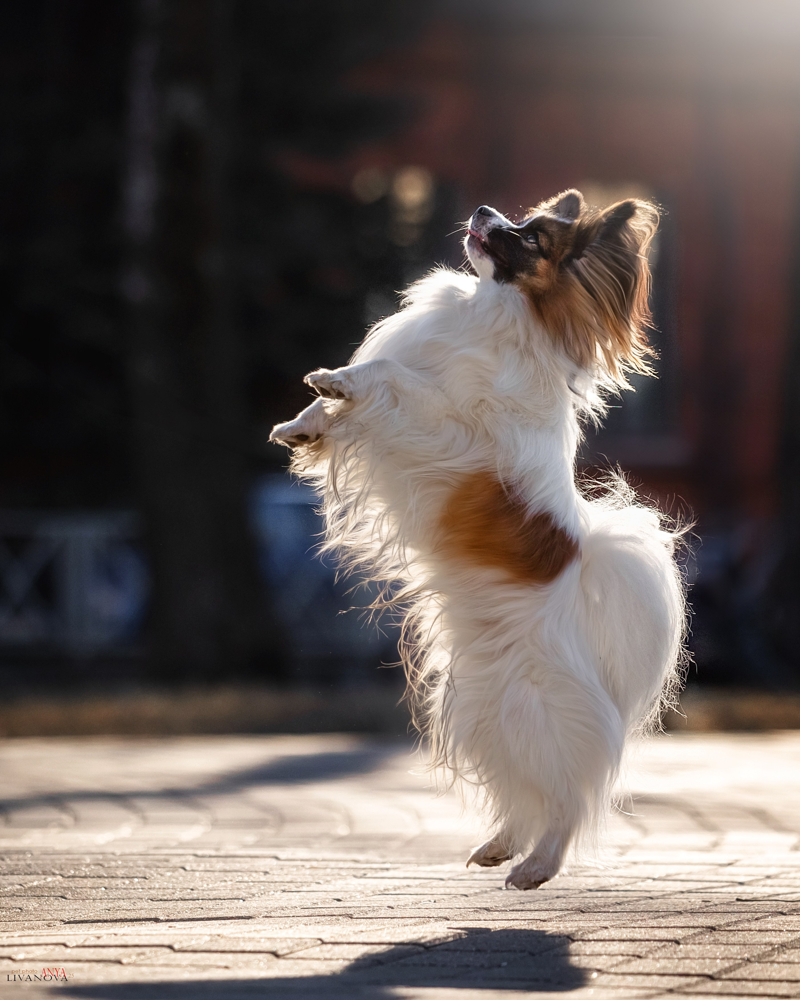 Хьюстон. Фотограф анималист Аня Ливанова | Рыбинск