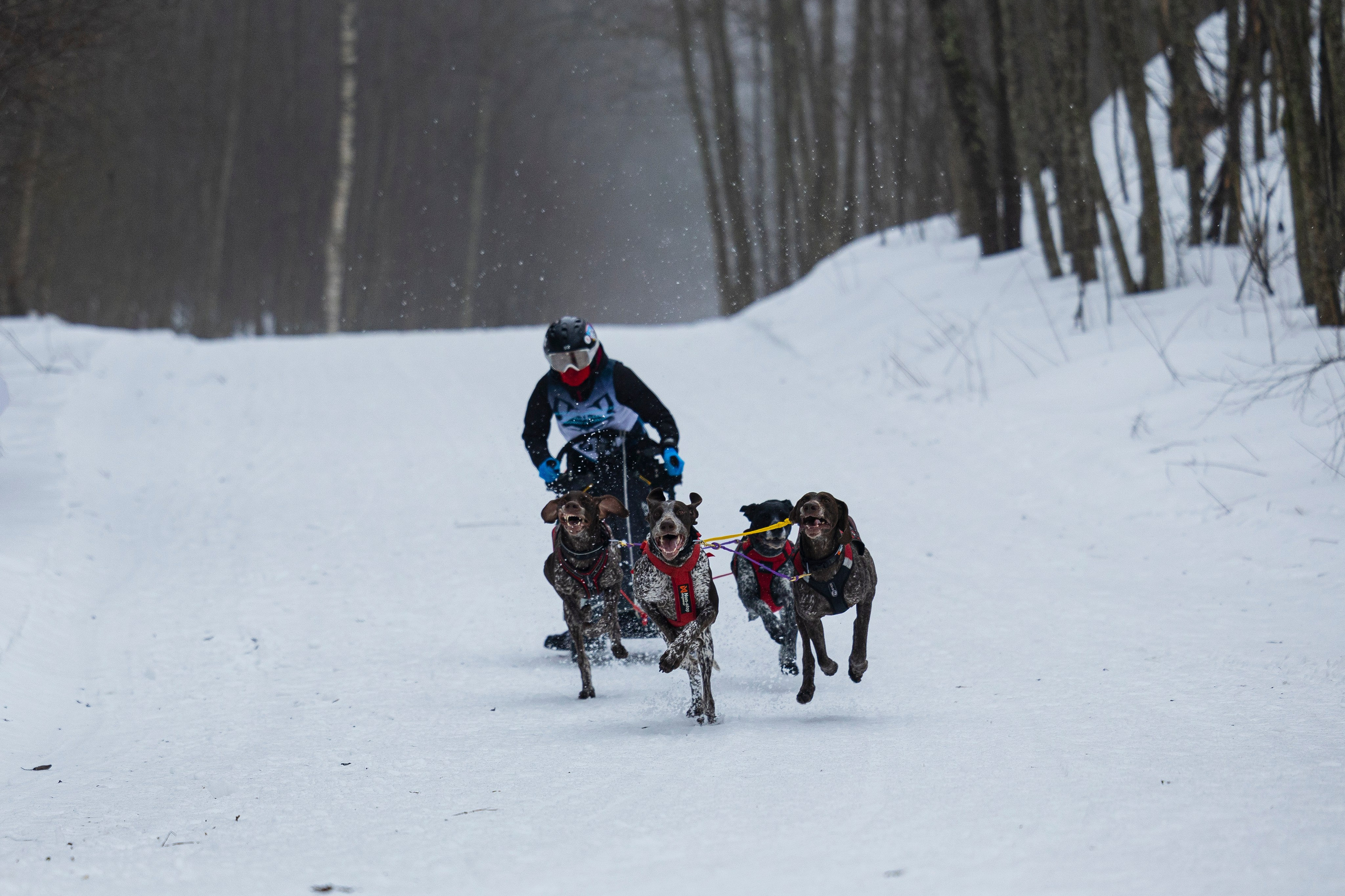 Зимний Чемпионат Санкт-Петербурга по ездовому спорту. Фотограф-анималист Анна Маринич