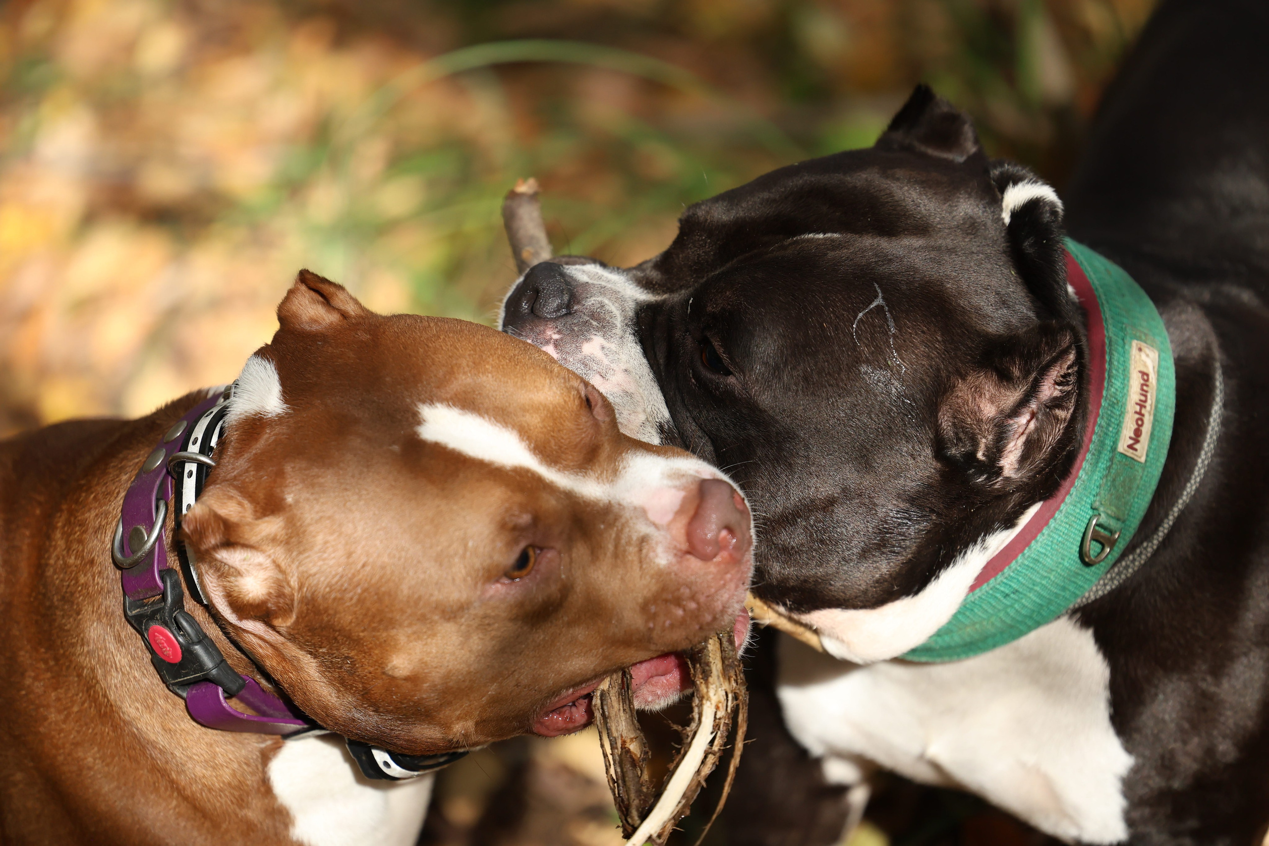 Бумер. Виктория Михайловская. Фотограф-анималист. Москва