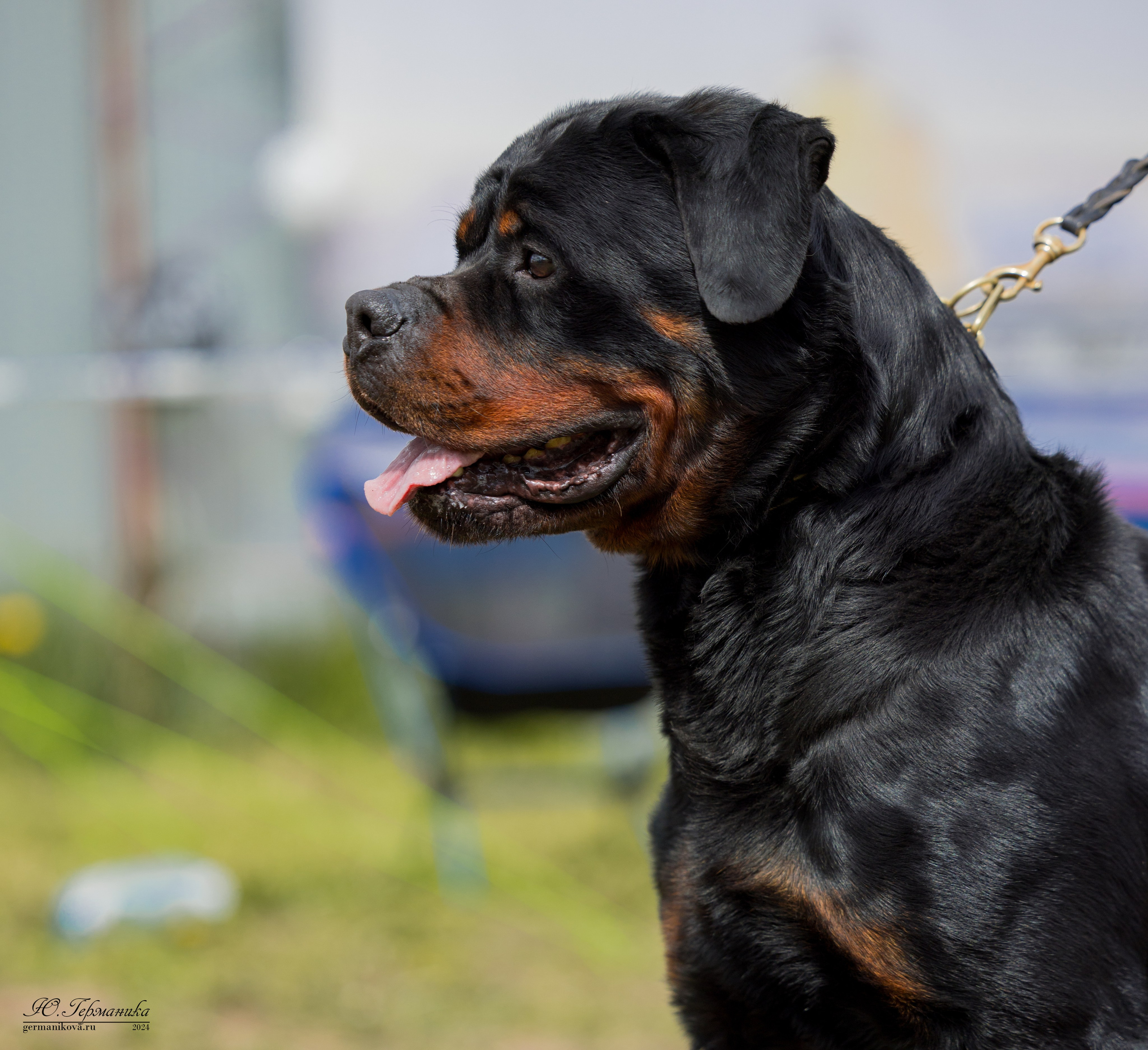 Нижний Новгород 11-12.05.2024 моно ротвейлеров