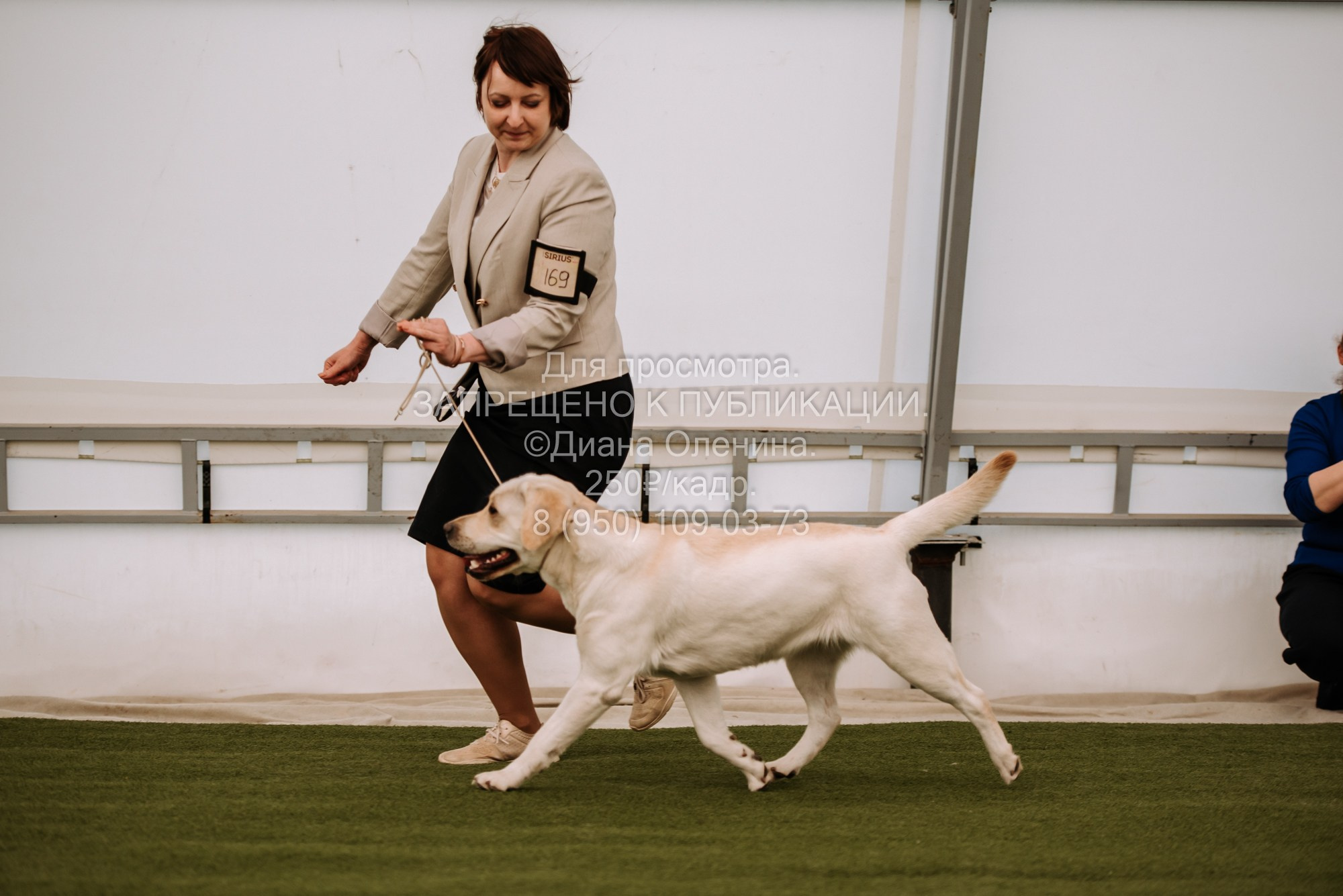 Выставка собак Красноярск 2.06. Фотограф Диана Оленина Красноярск / Братск