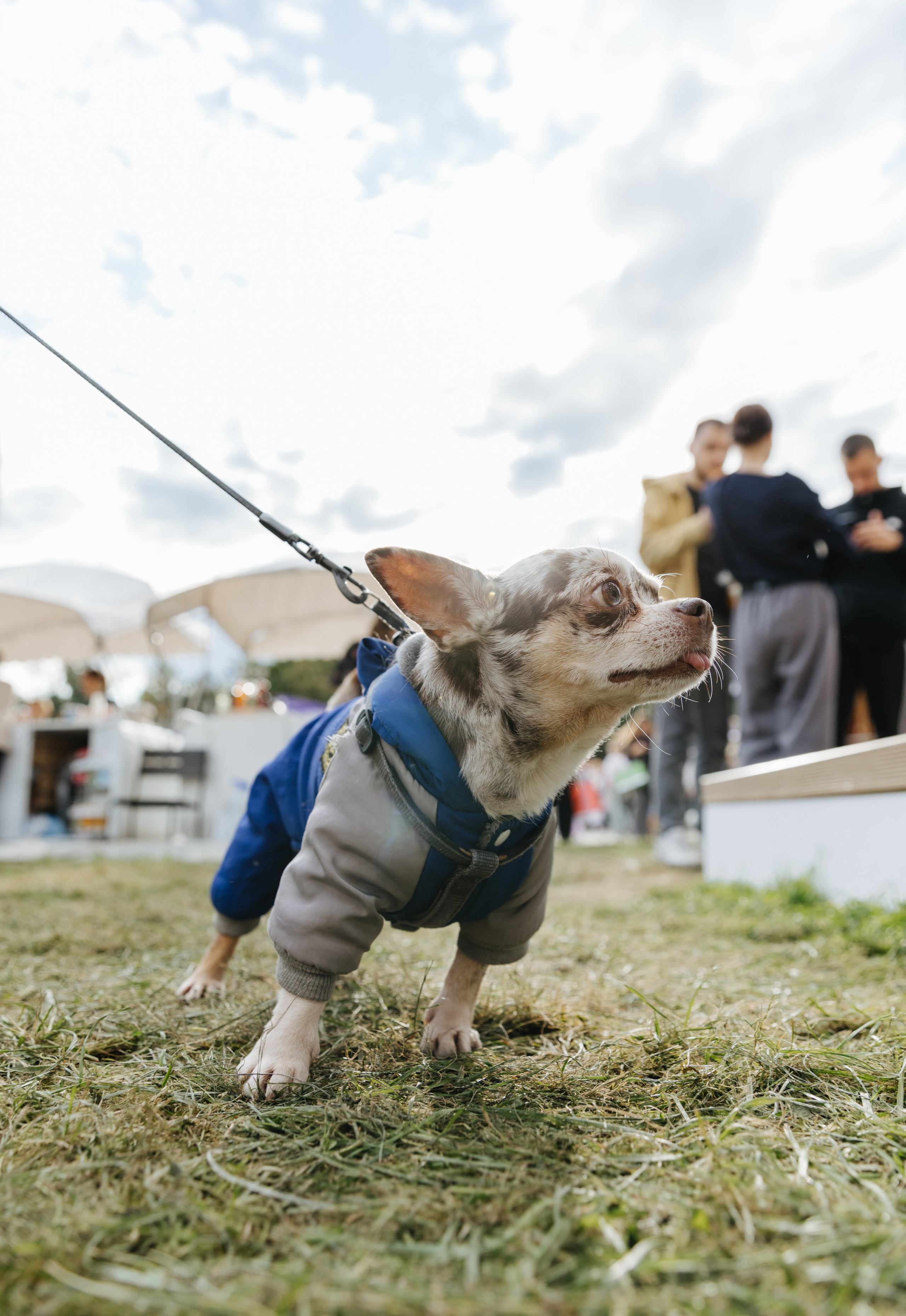 Хвостатый репортаж. Аксана Лисовская фотограф в Москве. Фотографии с характером