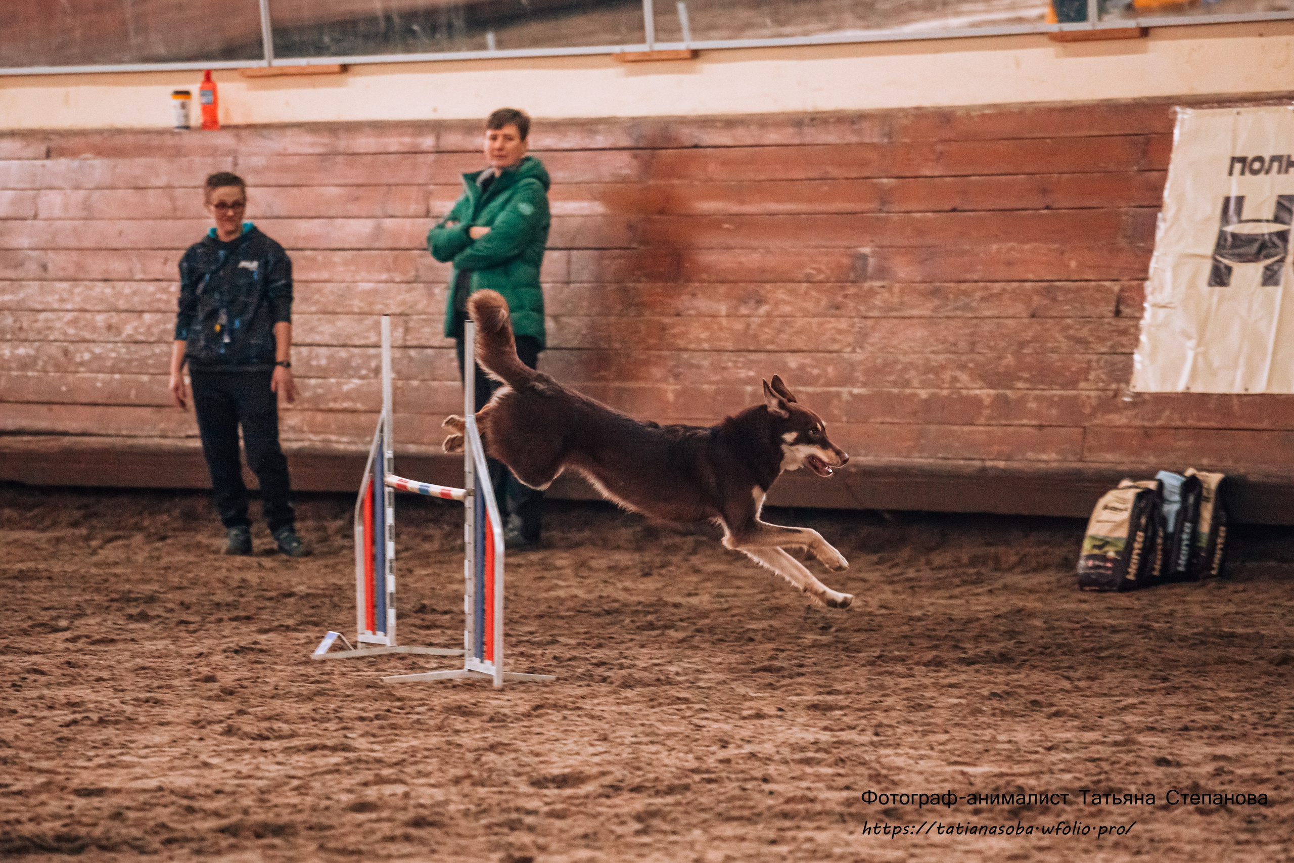 Соревнования по Аджилити 25.02.2024. Фотограф-анималист Татьяна Степанова