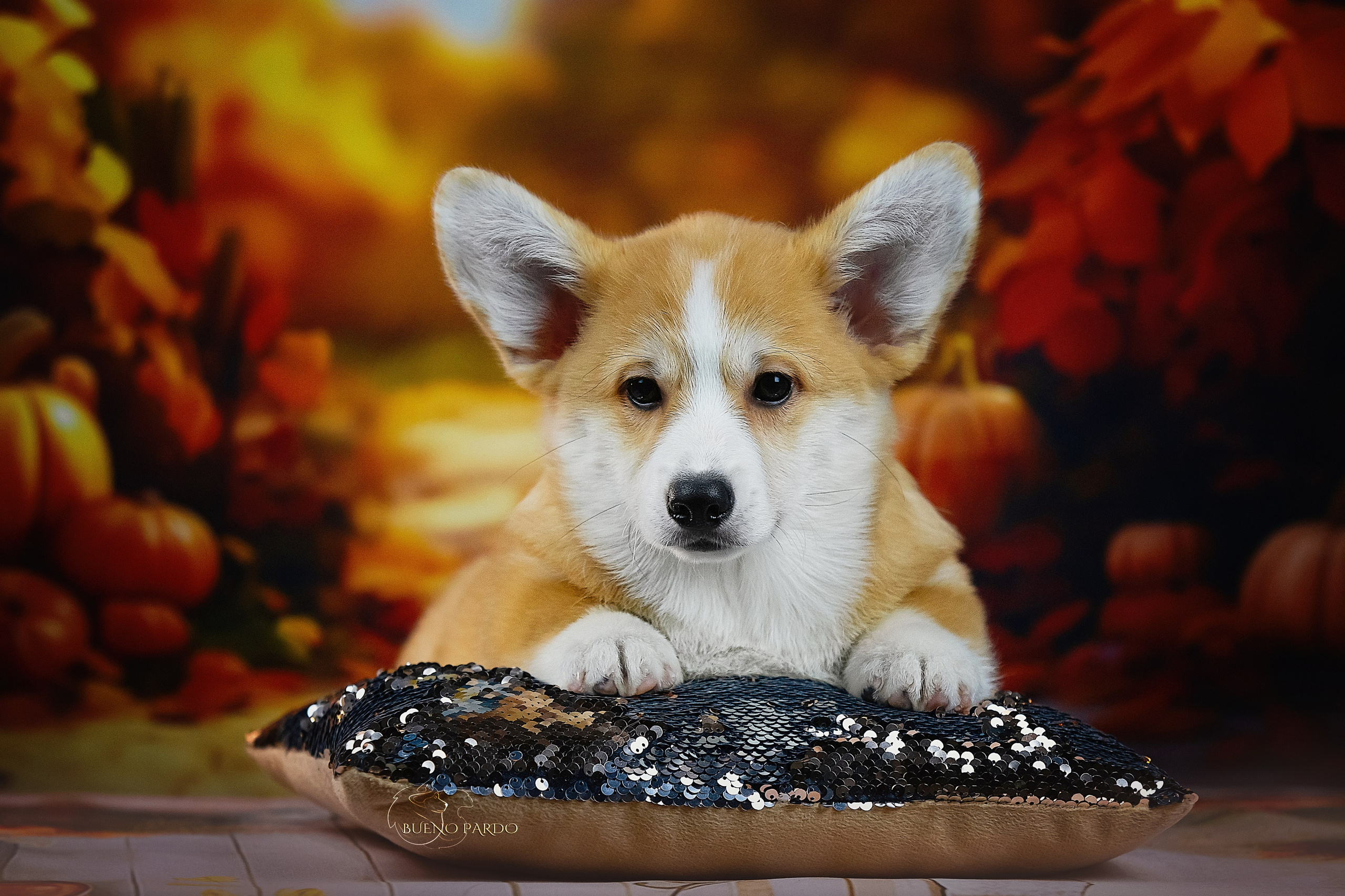 А — Кола и Цесей. Kawaii Kuma питомник собак пород Корги пемброк, Акита ину, Сиба