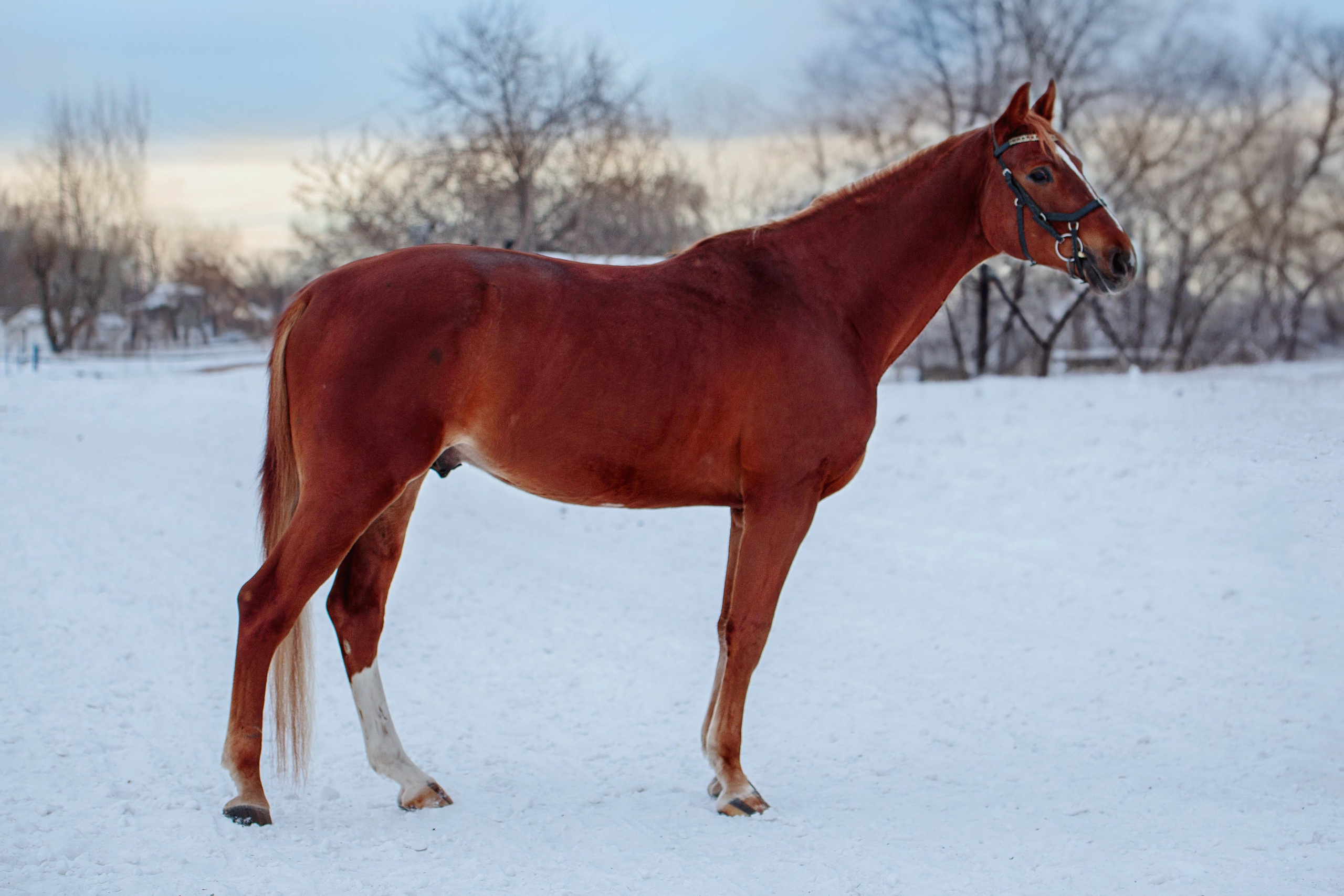 Лошади зимой. Конный фотограф в Красноярске — Любовь Похабова