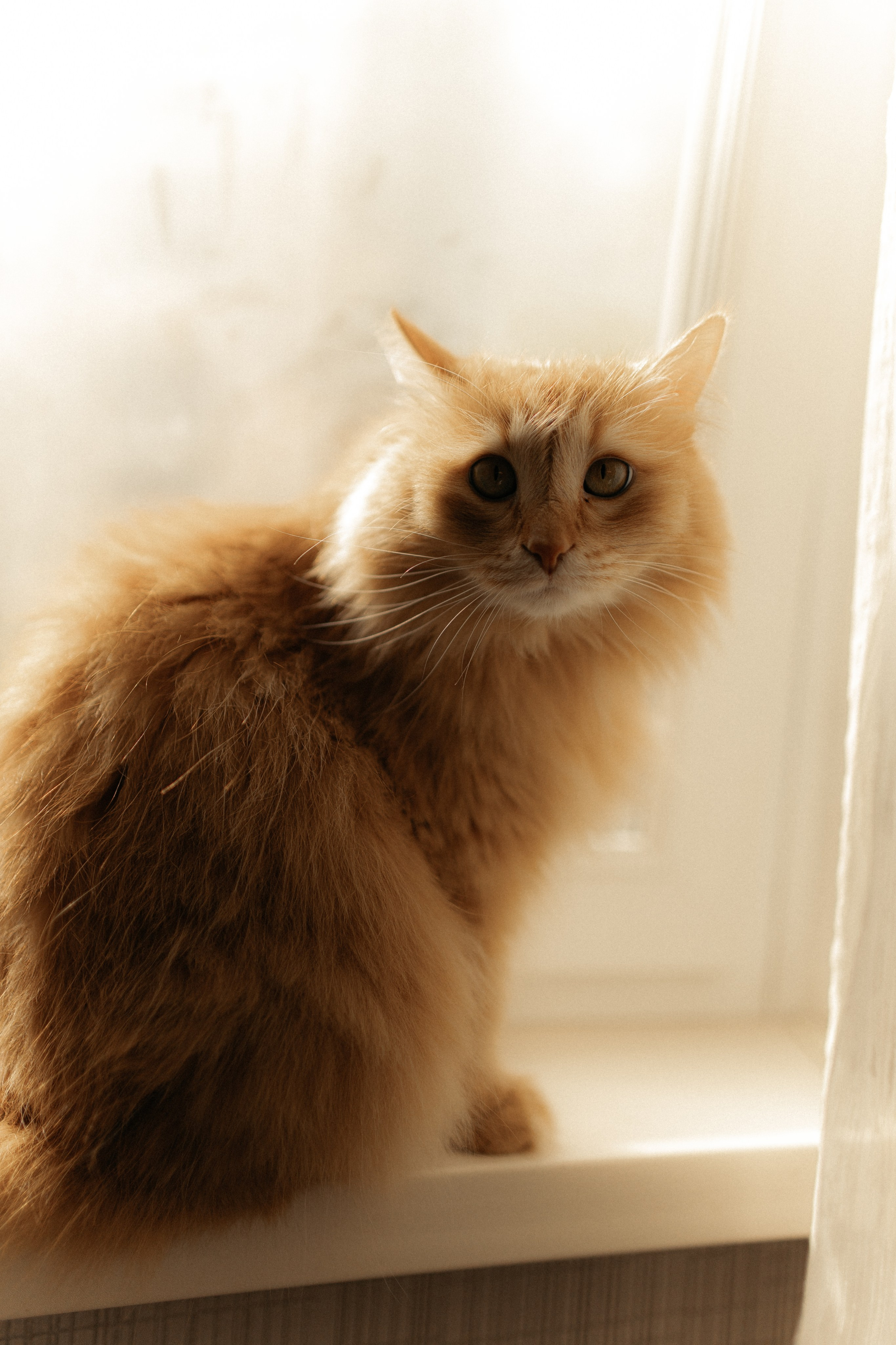 Алиса. DARYA.BELKINA