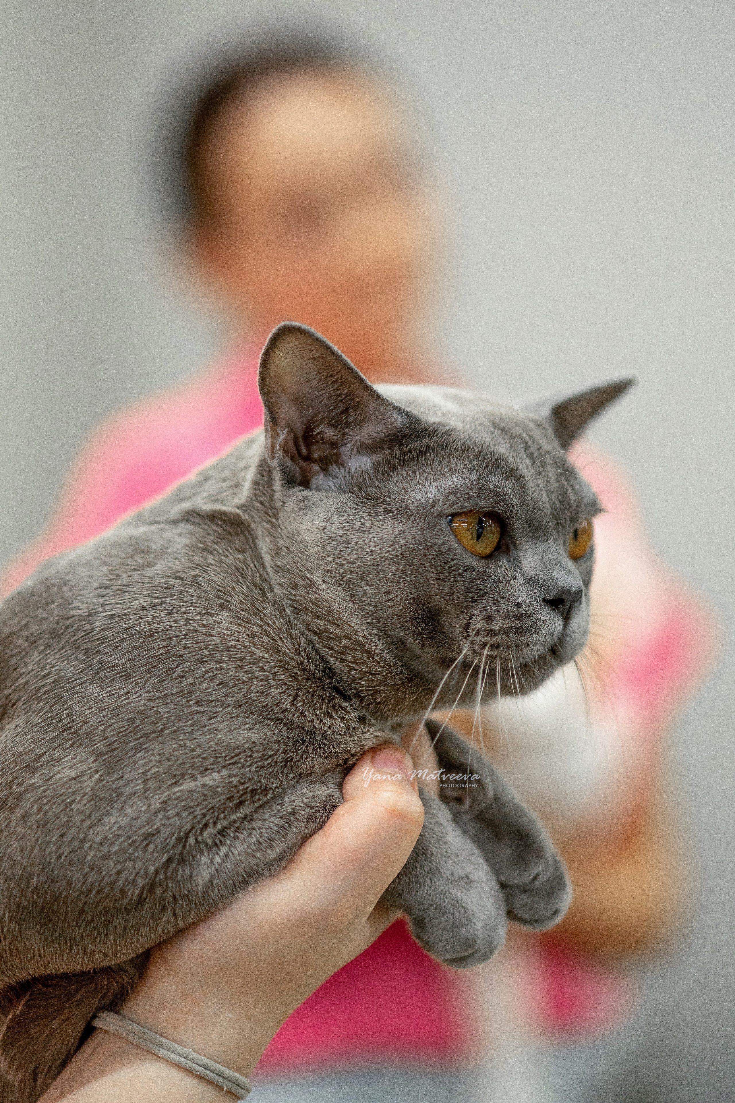 Кошки. Фотограф Яна Матвеева в Ижевске