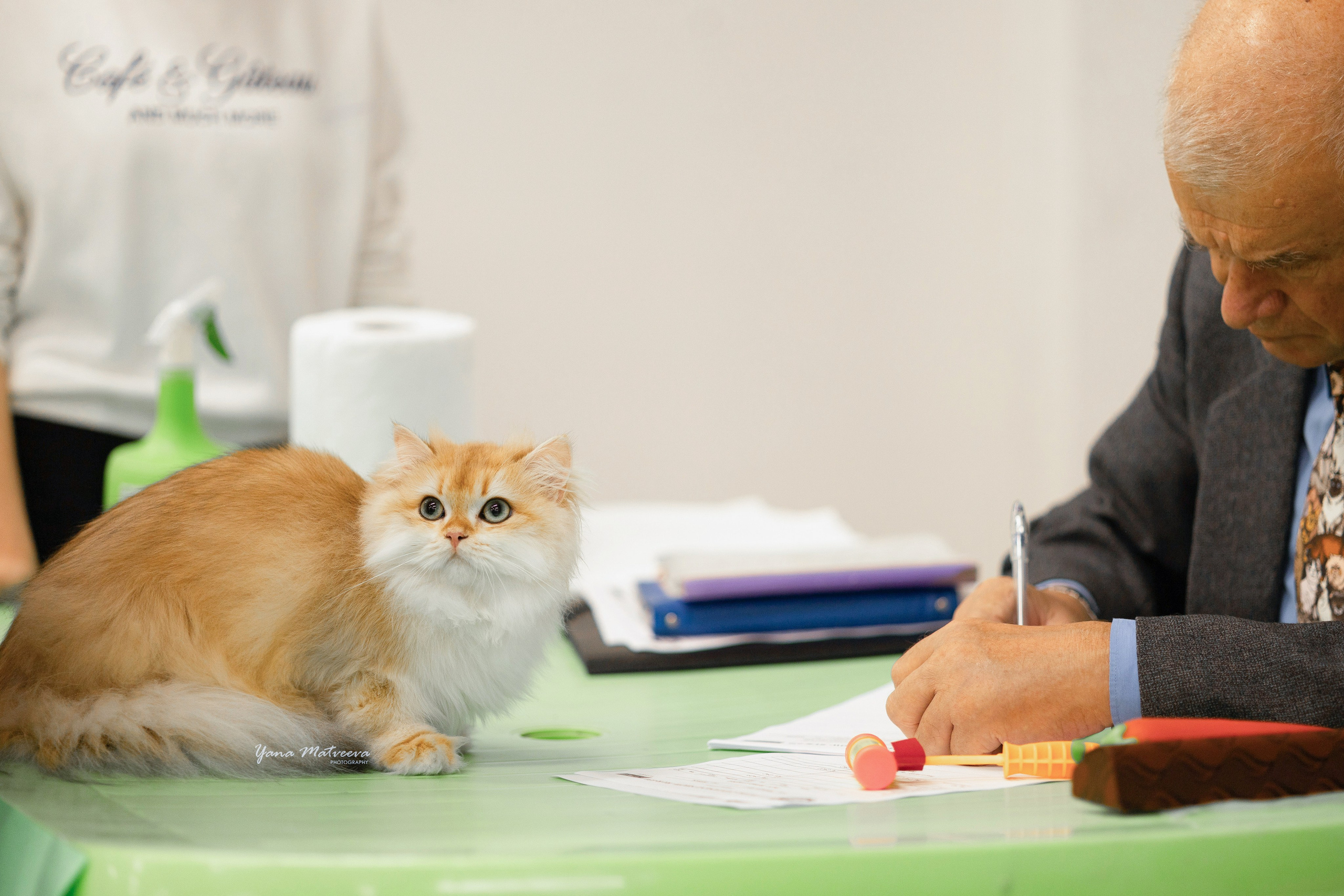 Кошки. Фотограф Яна Матвеева в Ижевске