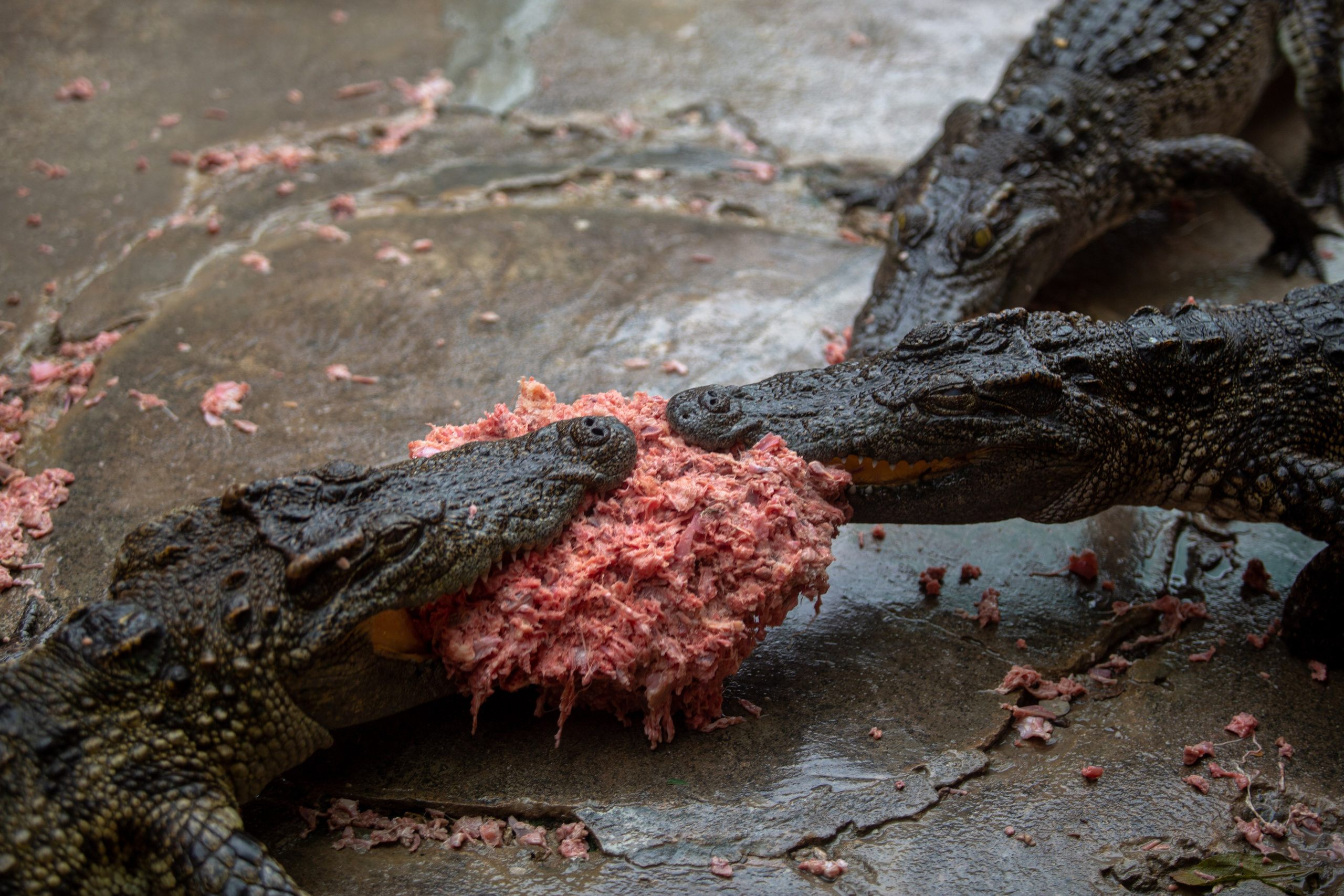 Samut Prakan Crocodile Farm & Zoo. Photographer Sonkina Tatiana (Tanya Ash)