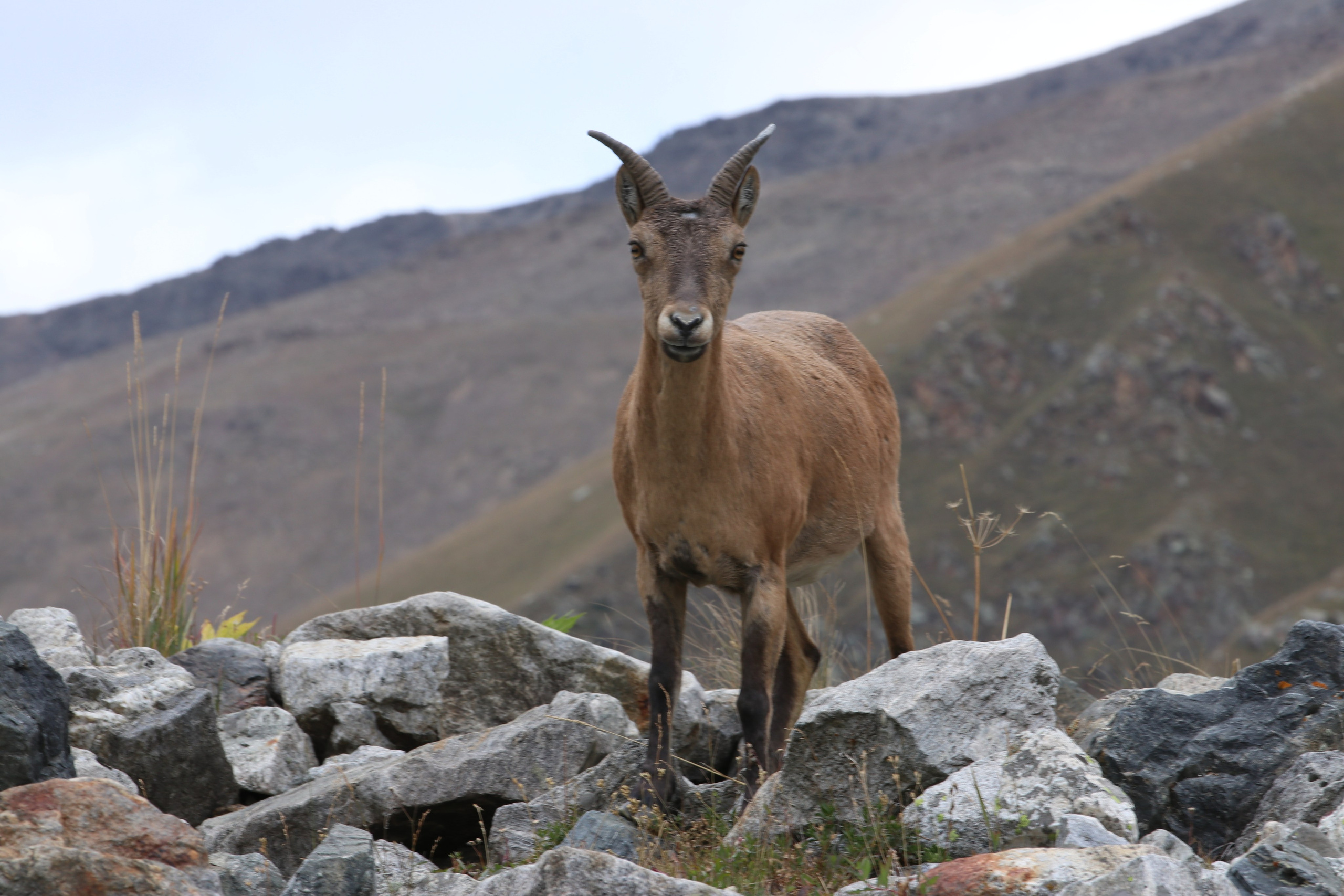 Приэльбрусье. Сентябрь 2023. Путешественник-фотограф из Санкт-Петербурга Татьяна Свистулина