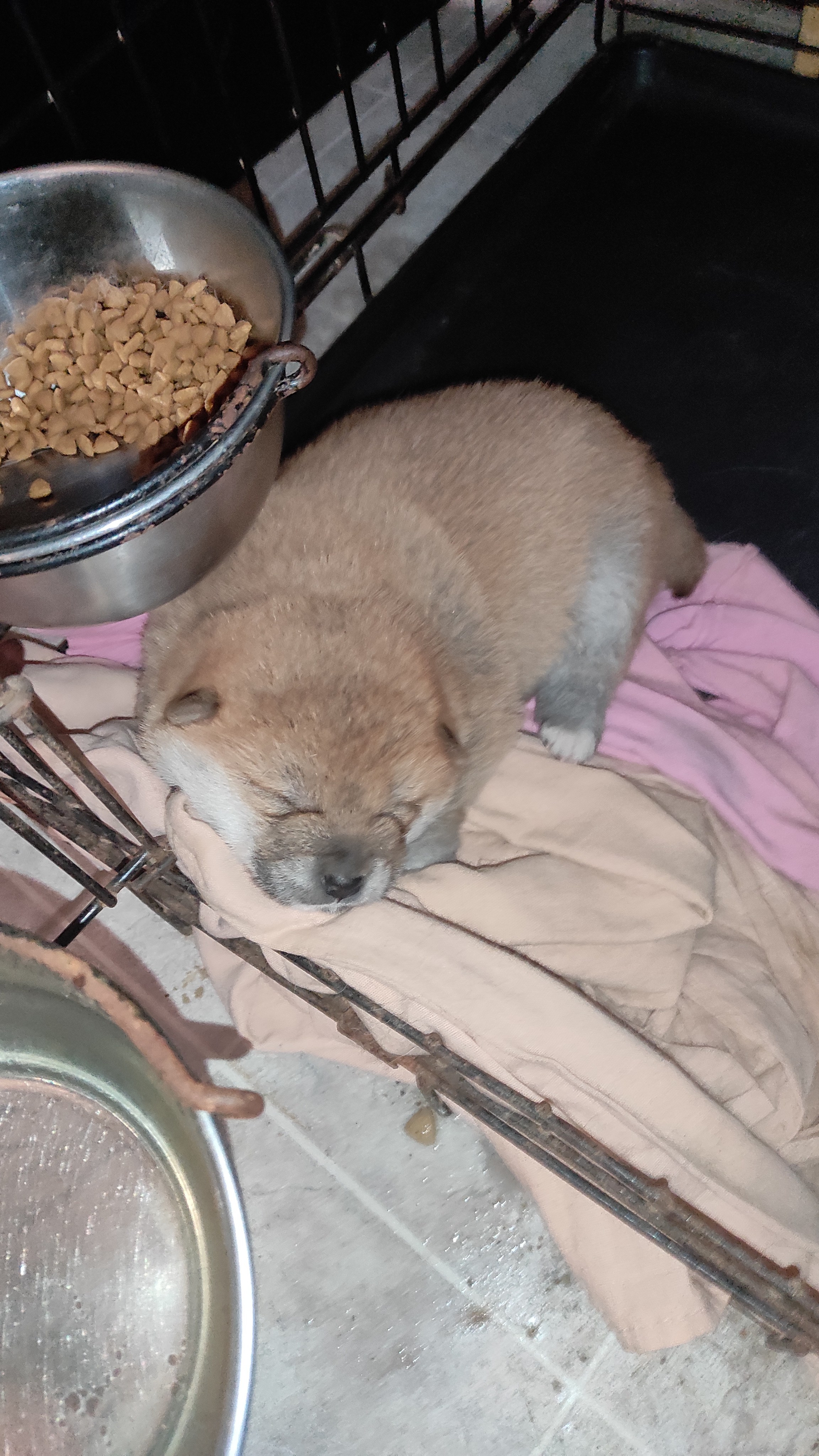 сиба питомник Рубилайт щенки на продажу rubylight  сиба щенки купить СПб Санкт-Петербург 