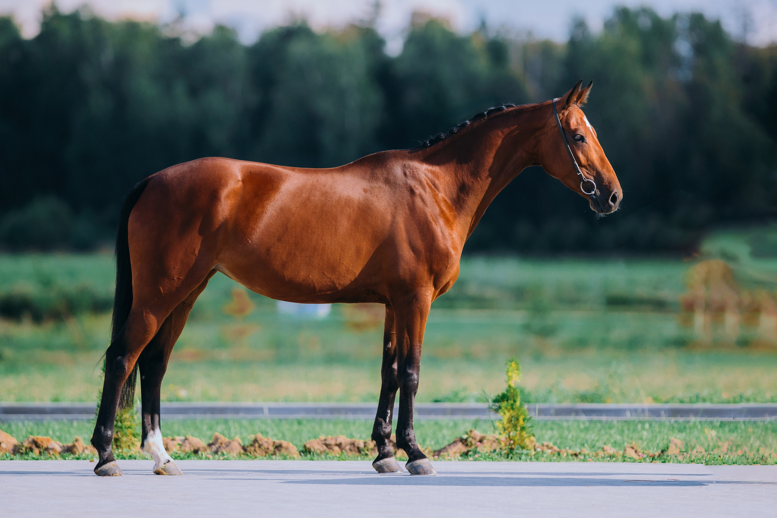 Экстерьеры. Фотограф-анималист Ксендзова Кристина