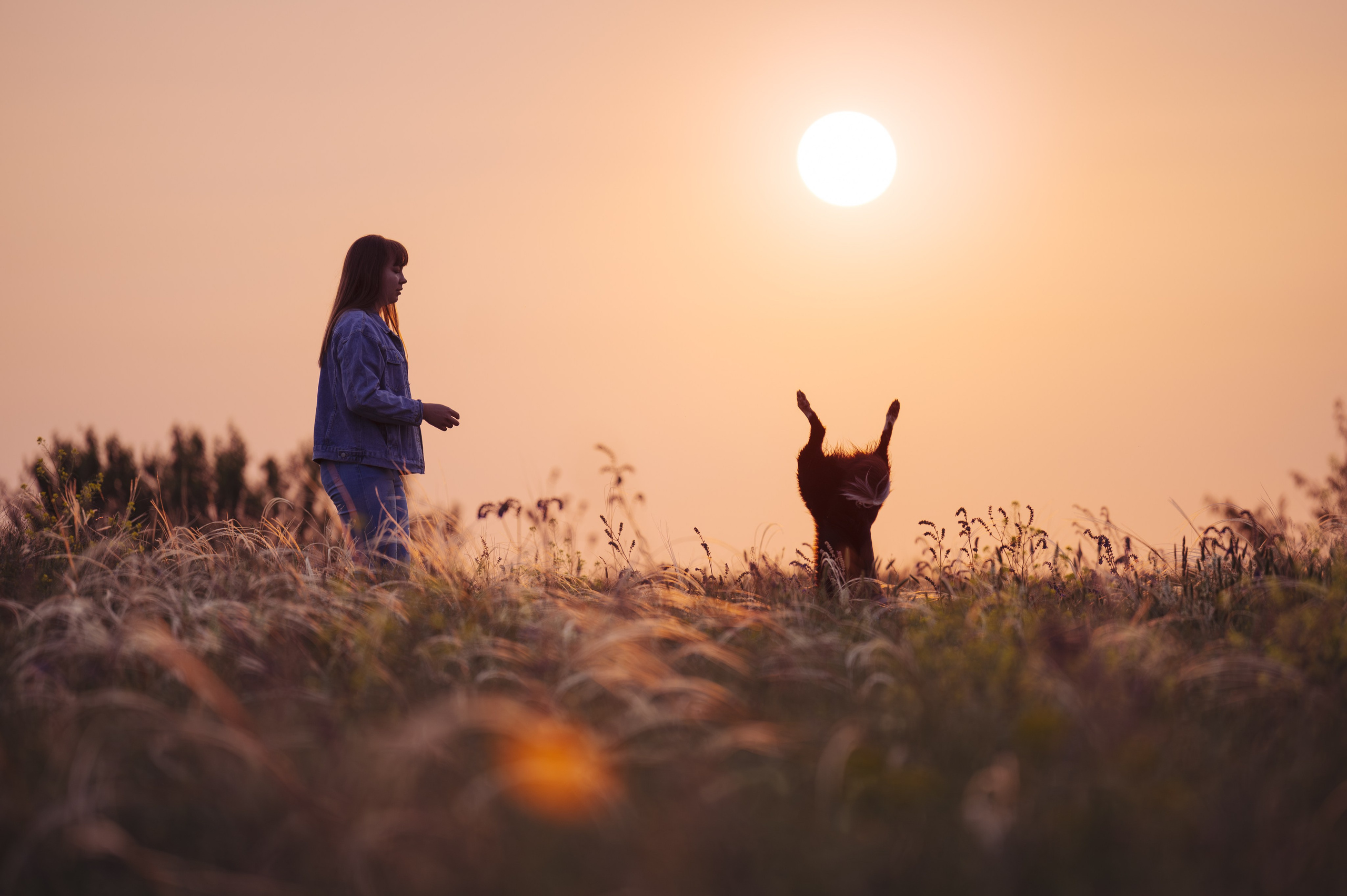 Прогулка на рассвете с бордер-колли. Фотограф в Ростове —на — Дону