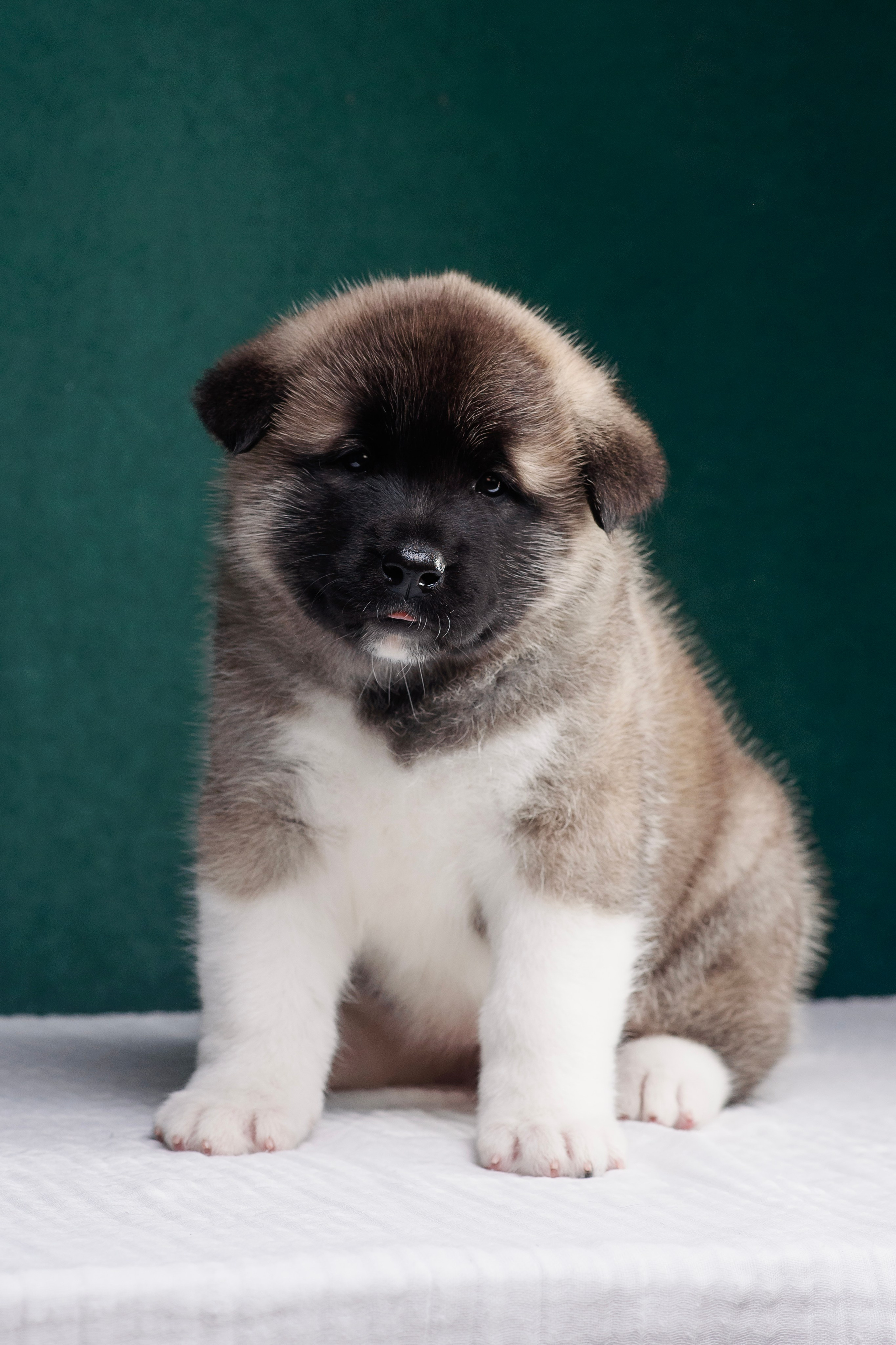 Щенки Американской Акиты. Фотограф — Анималист | Анна Абрамова