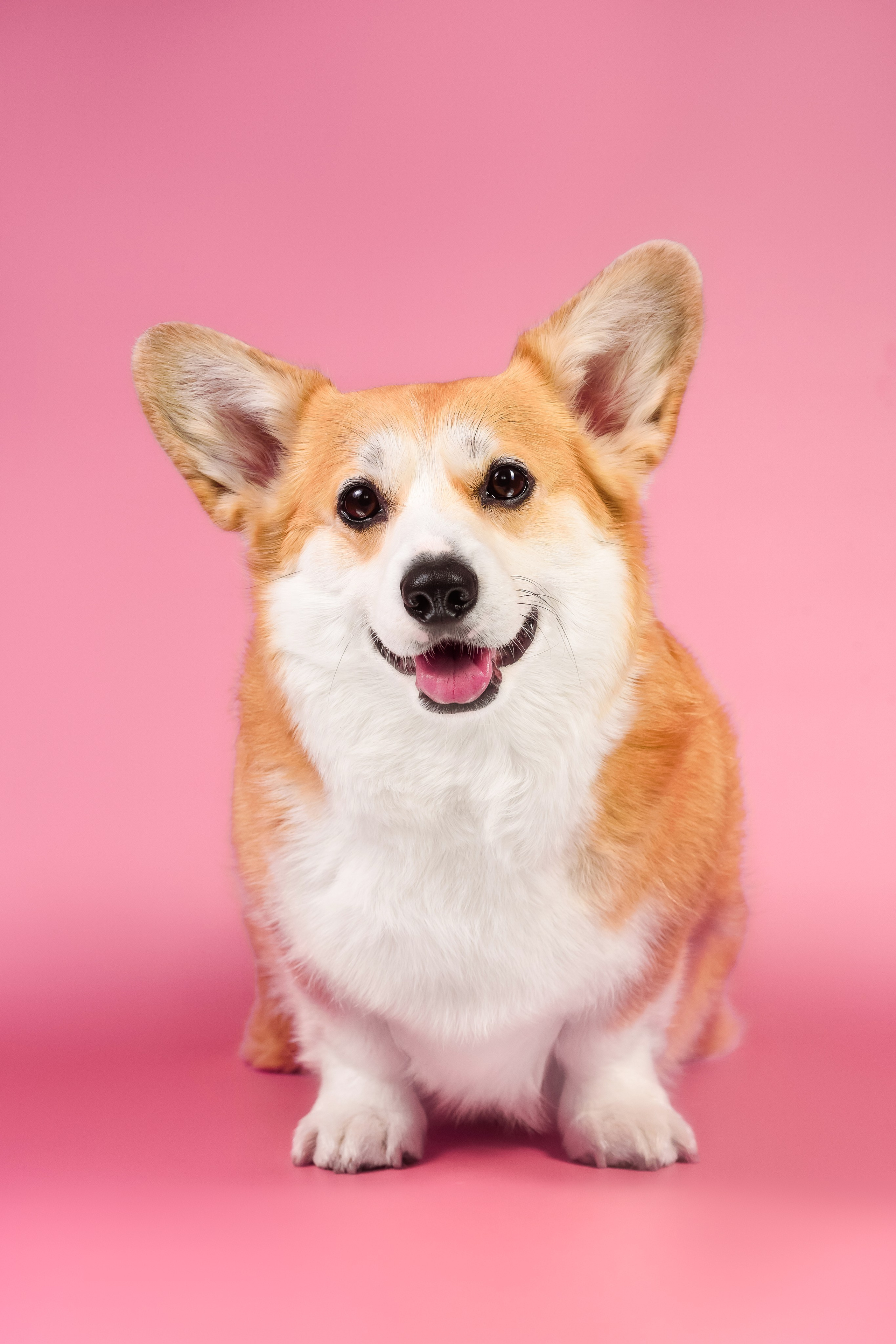 Лея на однотонном фоне. Фотограф — Анималист | Анна Абрамова