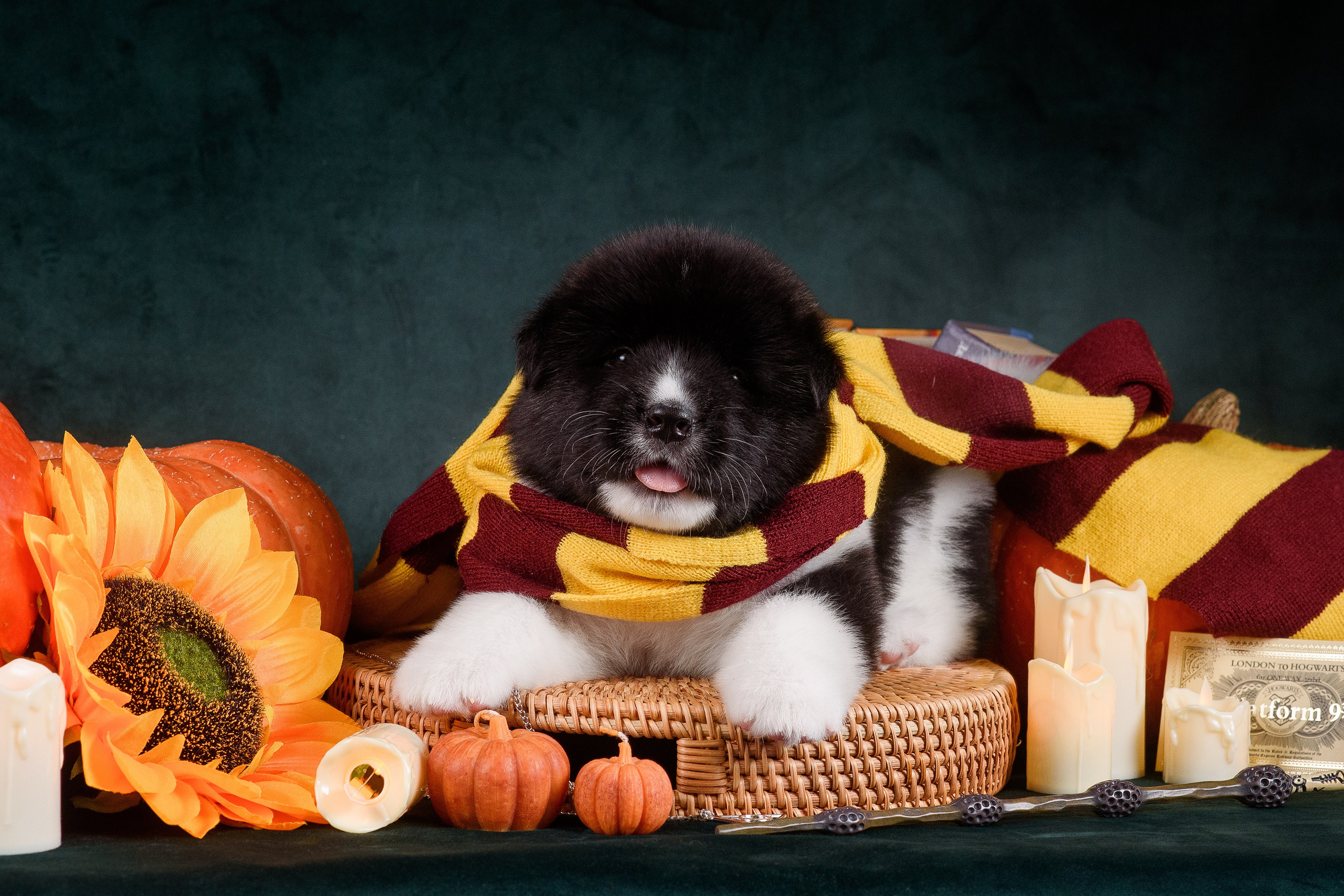 Щенки Американской Акиты — 04.11.2024. Фотограф — Анималист | Анна Абрамова