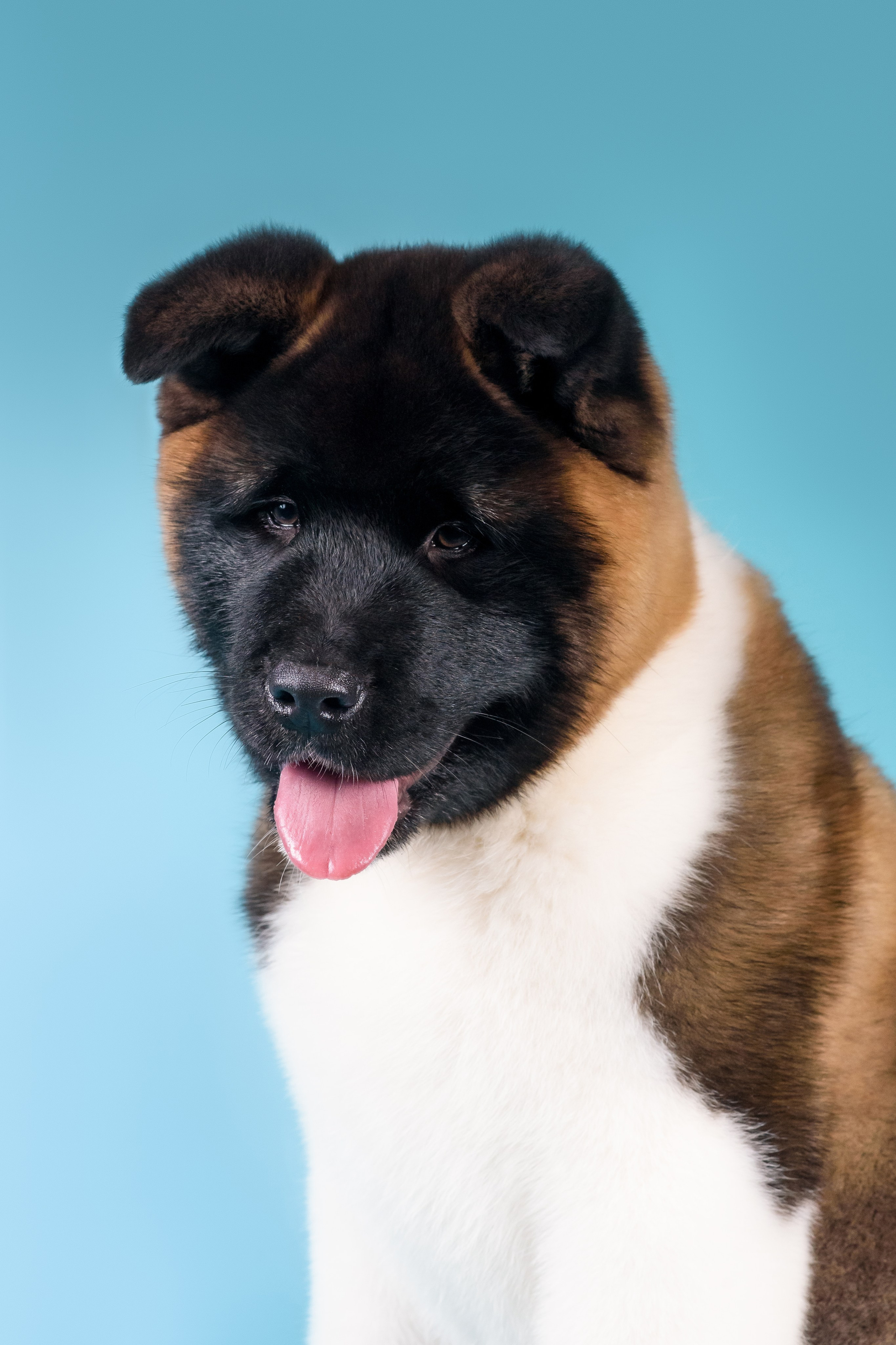 Илон и Оскар — 17.01.2025. Фотограф — Анималист | Анна Абрамова