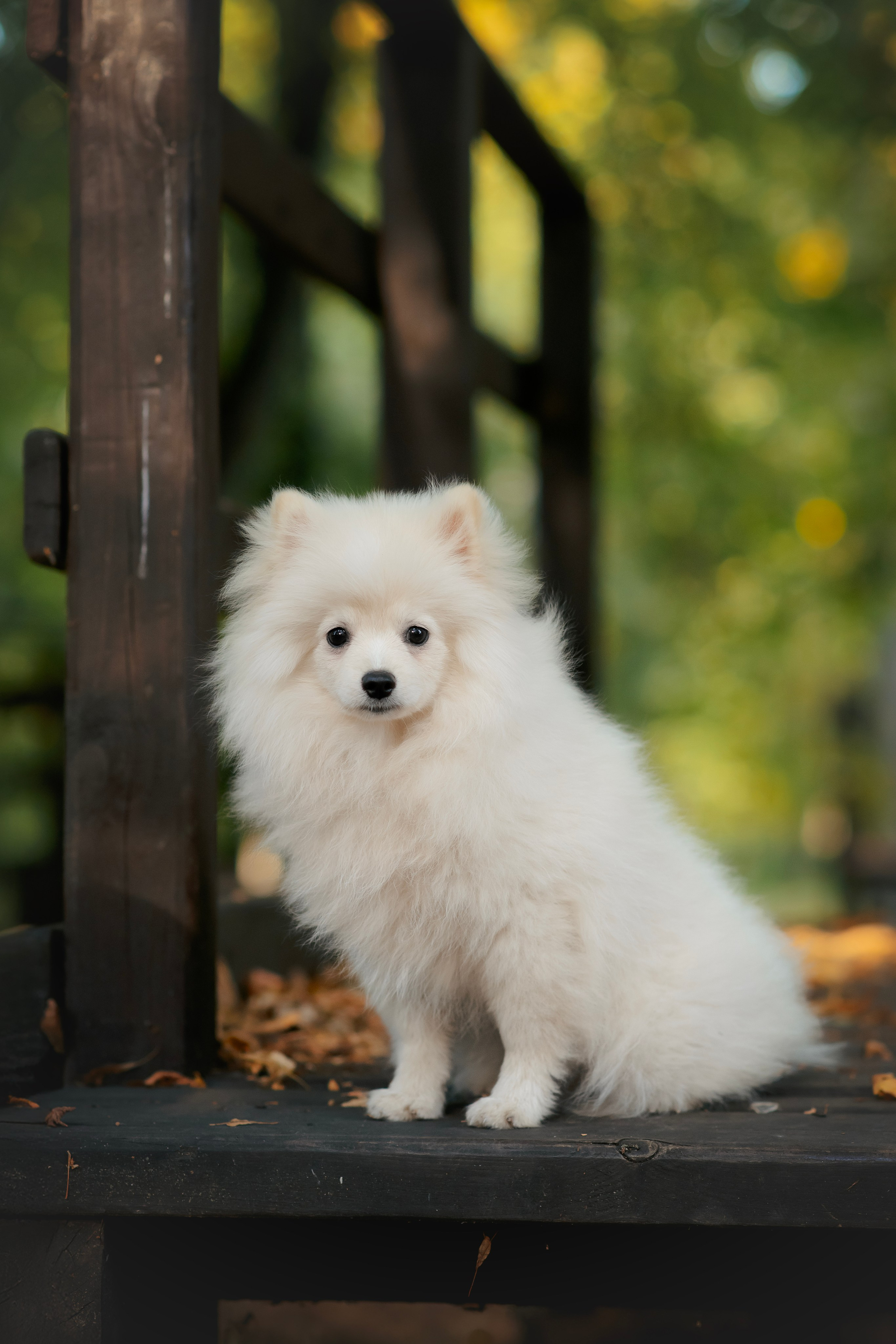 Малый немецкий шпиц — 18.09.2025. Фотограф — Анималист | Анна Абрамова