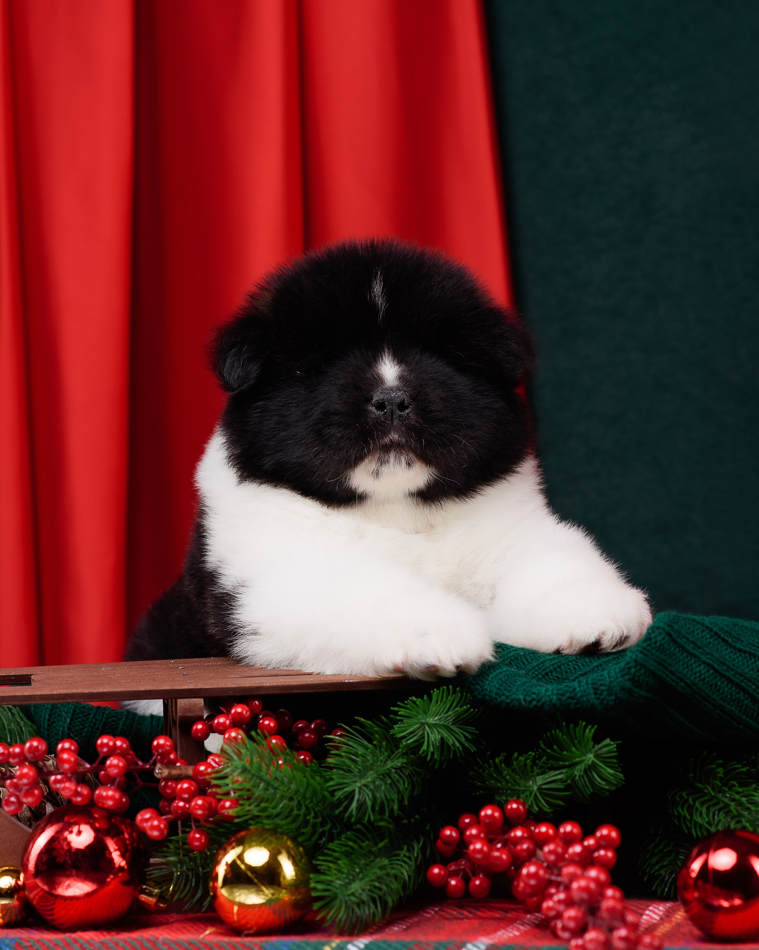 Щенки Американской Акиты. Фотограф — Анималист | Анна Абрамова