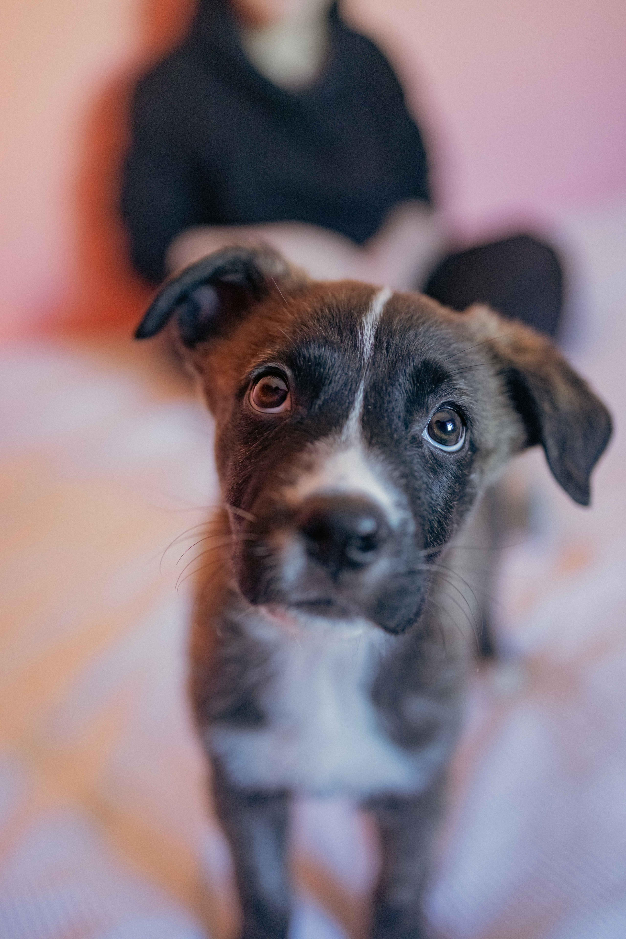 Гайка. Фотограф-анималист в Москве Лера Черноног