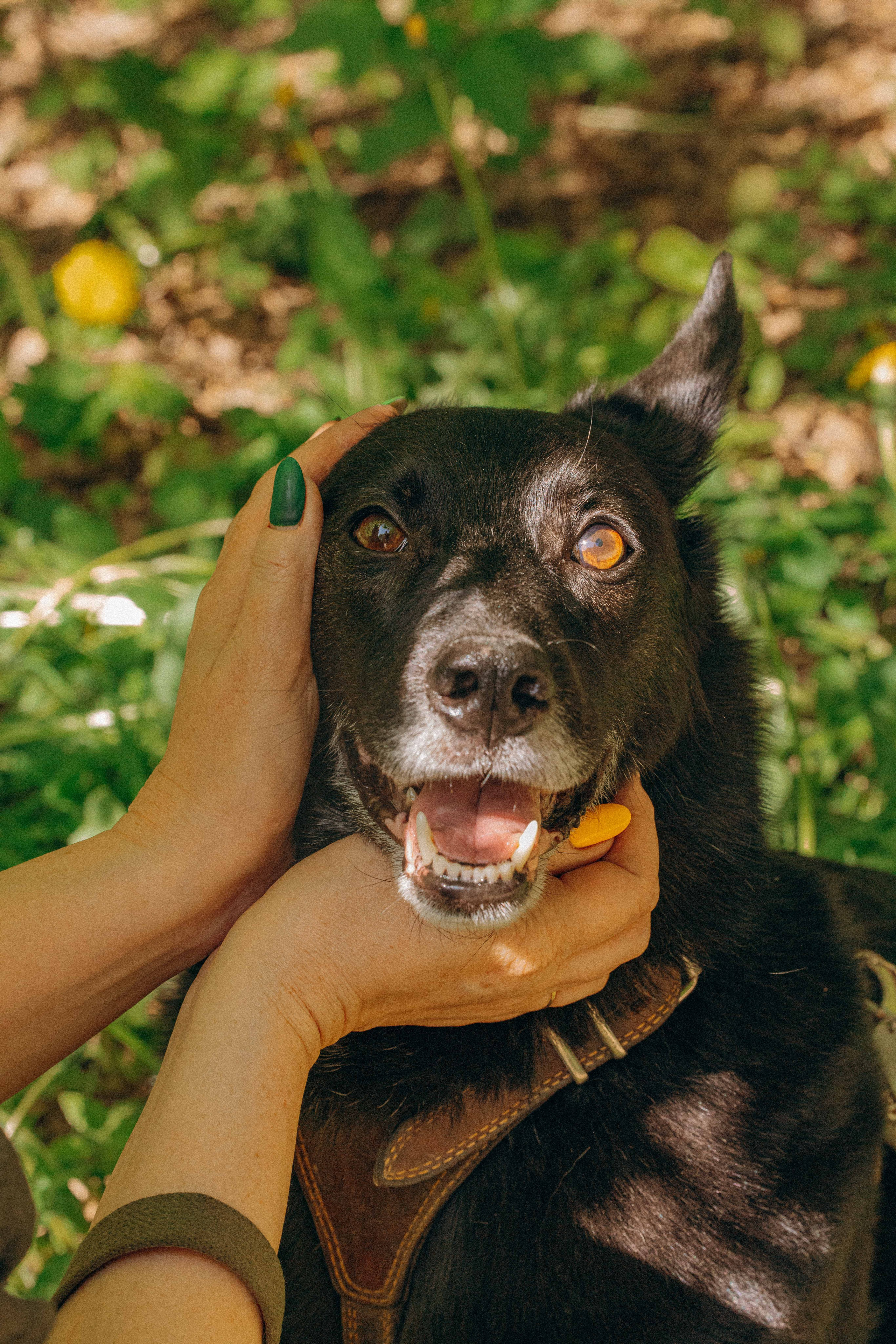 Наталья, Марфа и Норд. Фотограф-анималист в Москве Лера Черноног