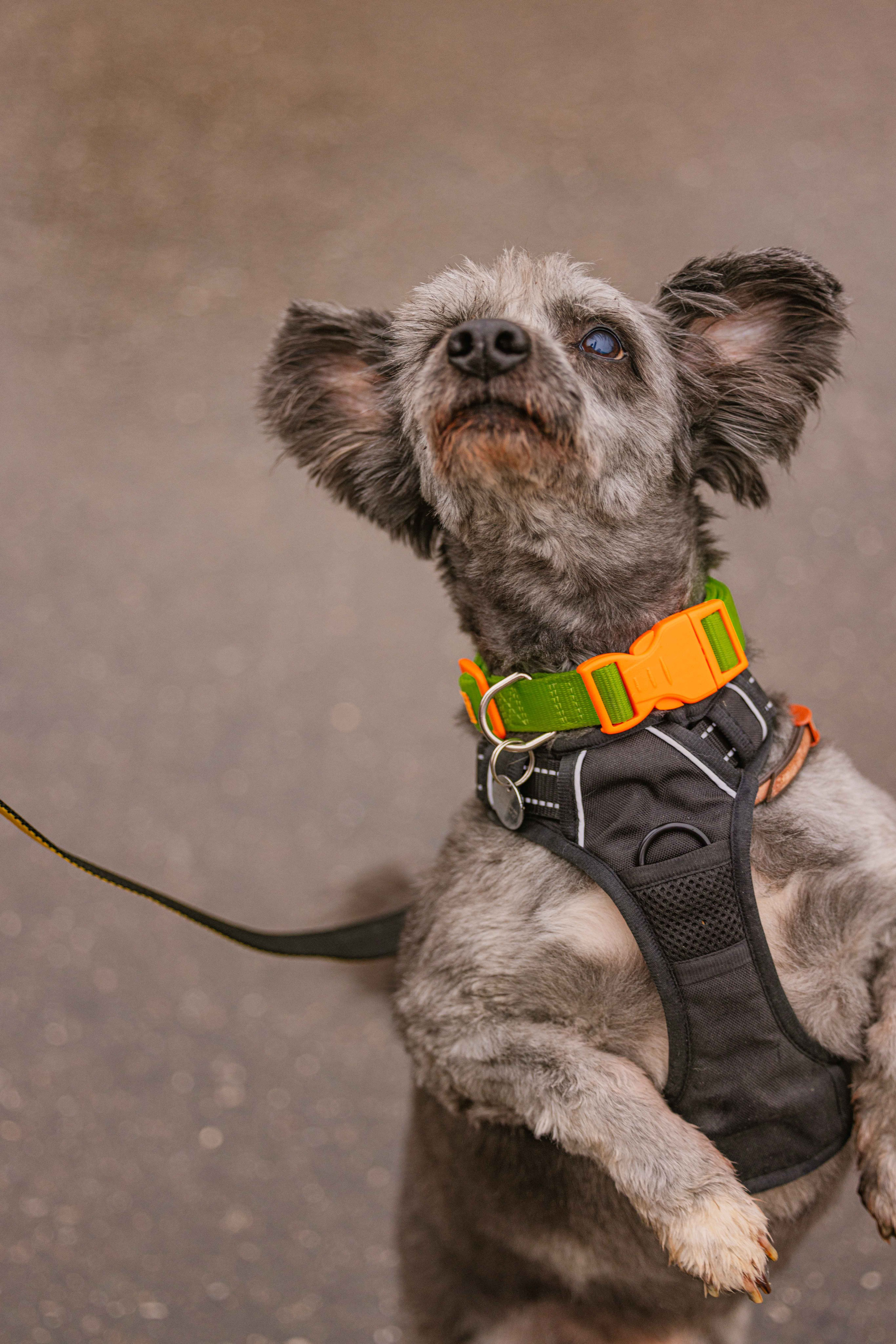 Передержка. Фотограф-анималист в Москве Лера Черноног