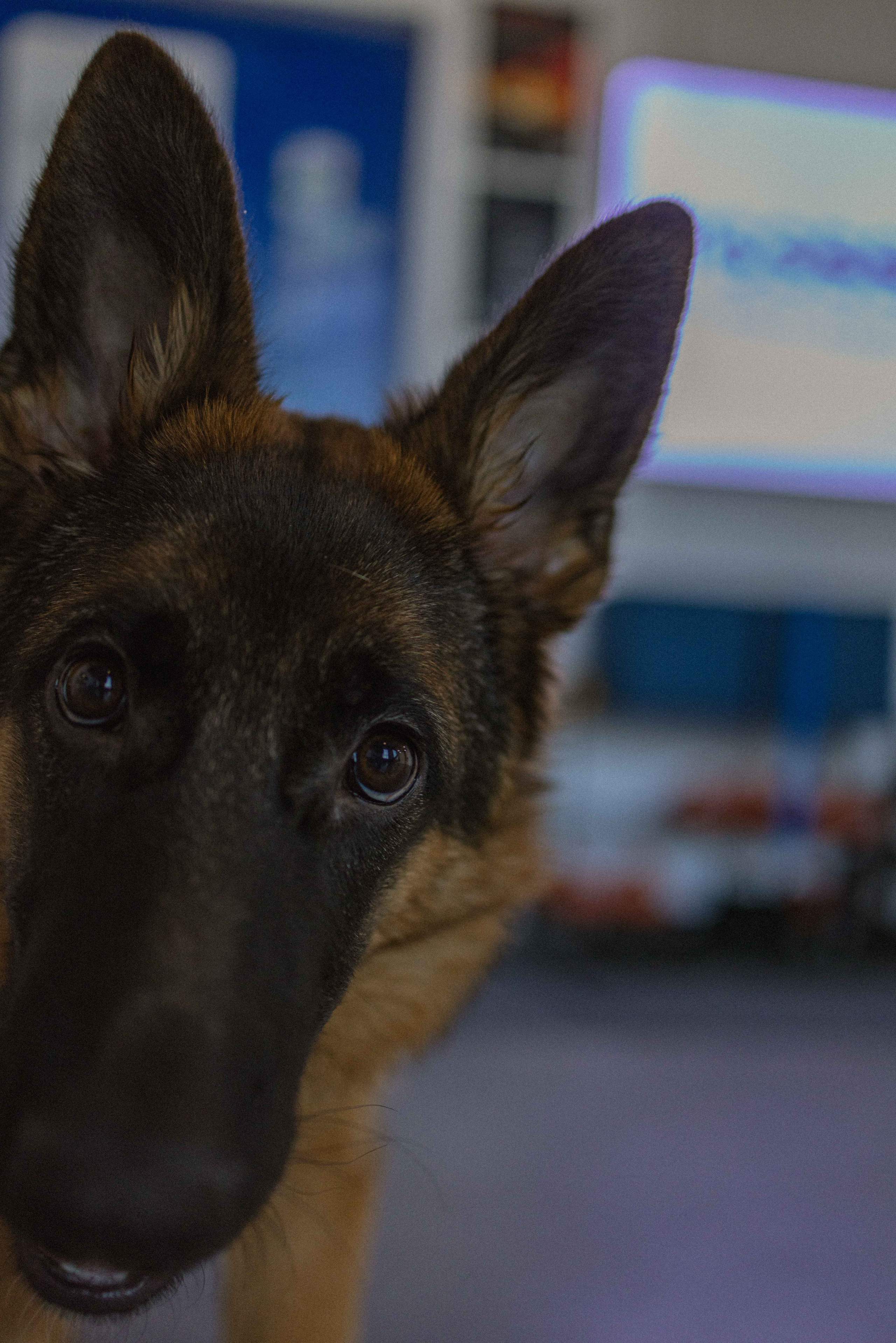 Ася и Буся. Фотограф-анималист в Москве Лера Черноног