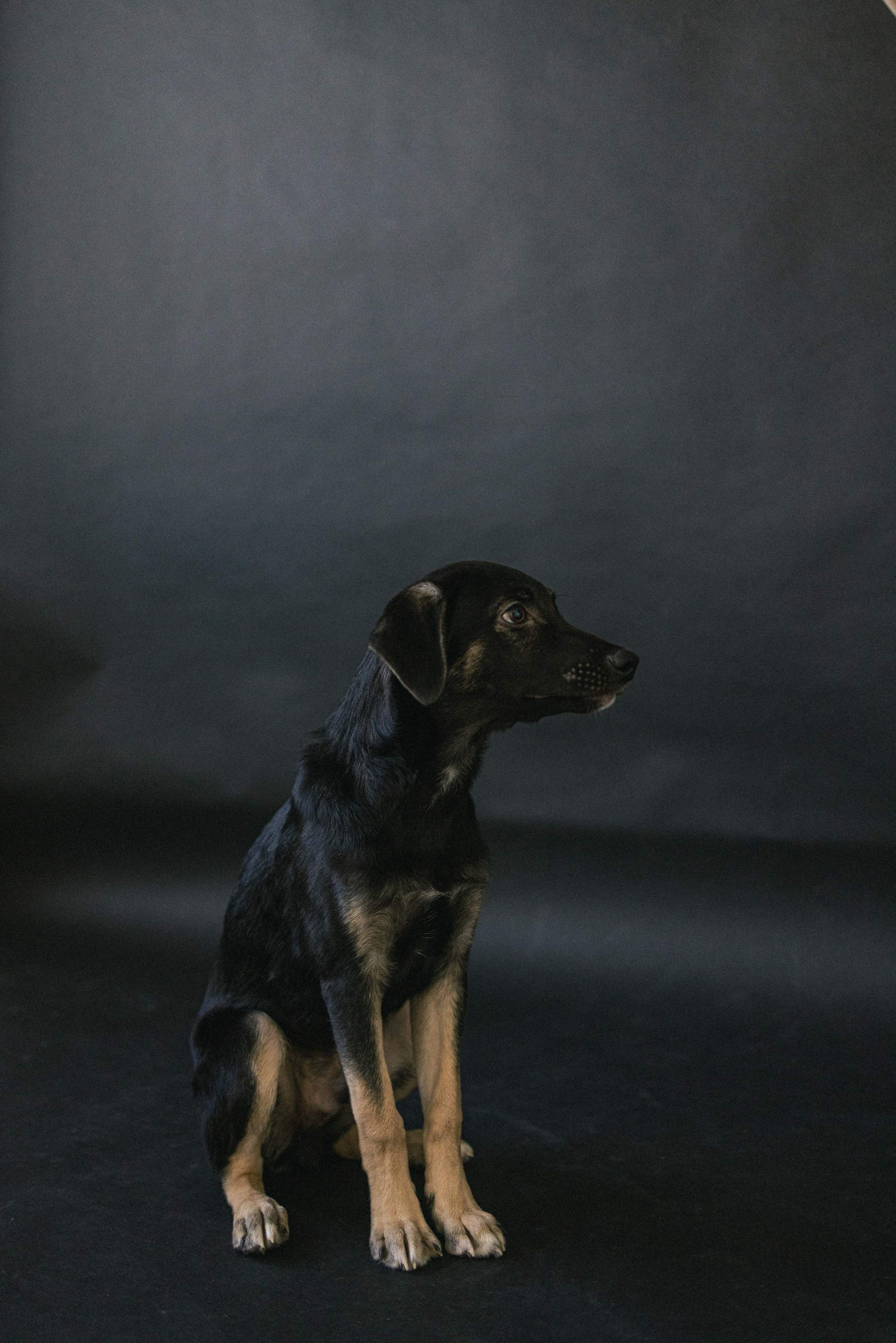 Крис и Тэдди. Фотограф-анималист в Москве Лера Черноног